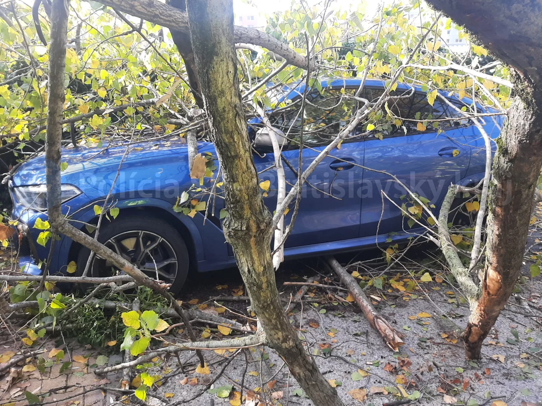 Autókra esett fa  Pozsonyban
