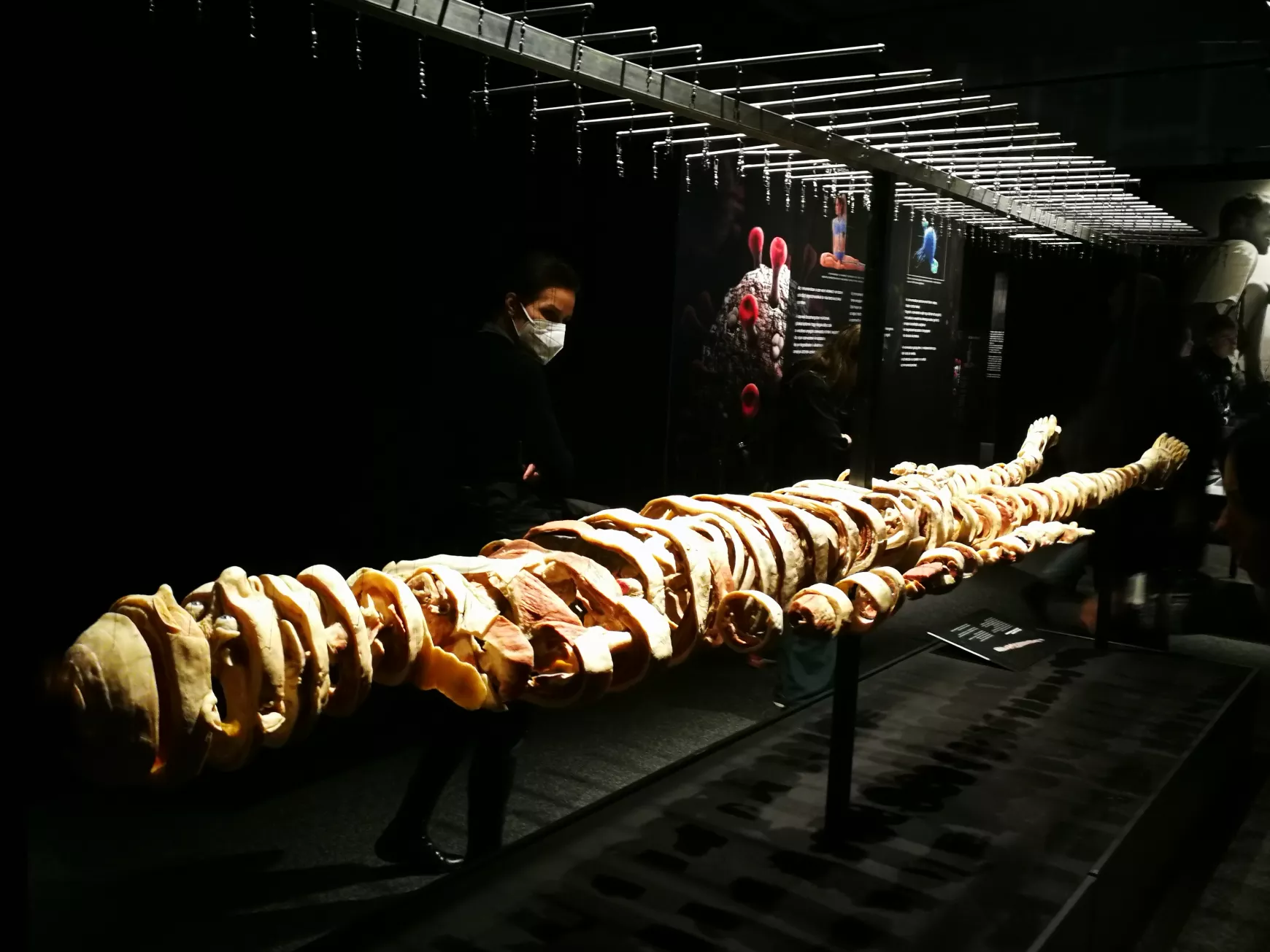 Félidőben a Magyarországon először látható BODY WORLDS kiállításról
