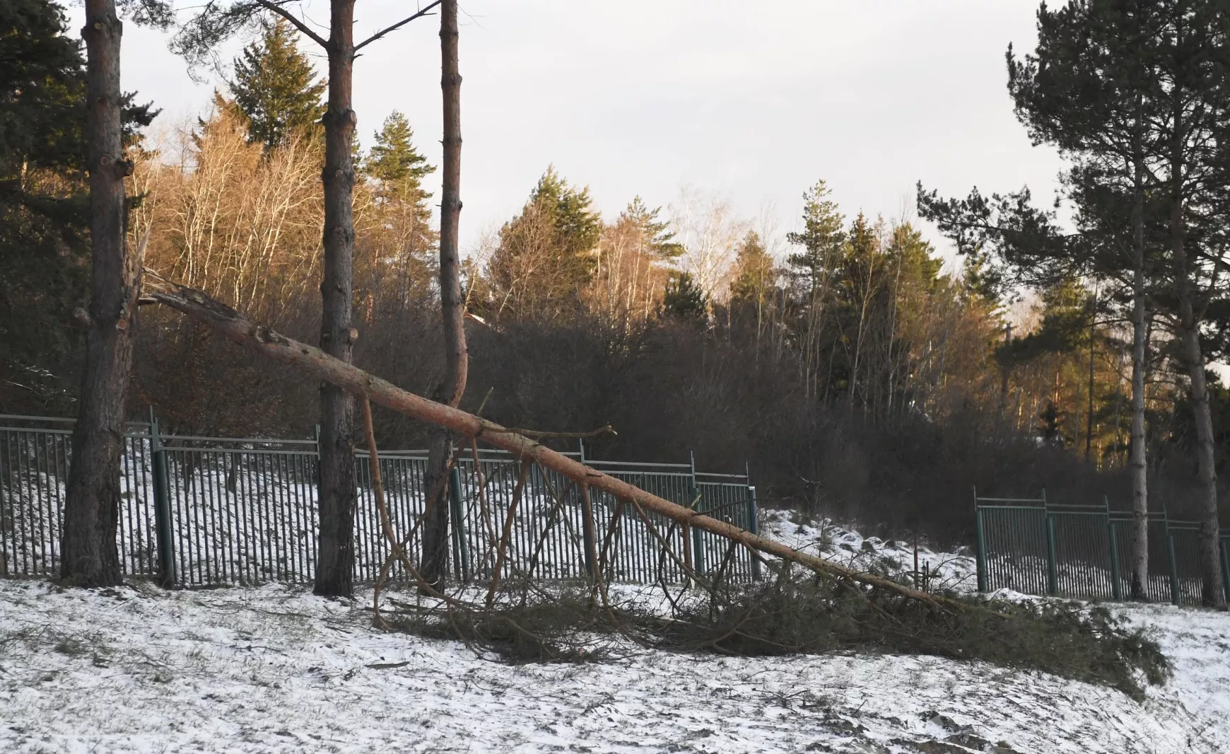 időjárás, vihar, kidőlt fa