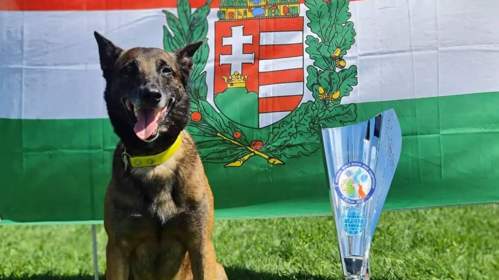 malinois