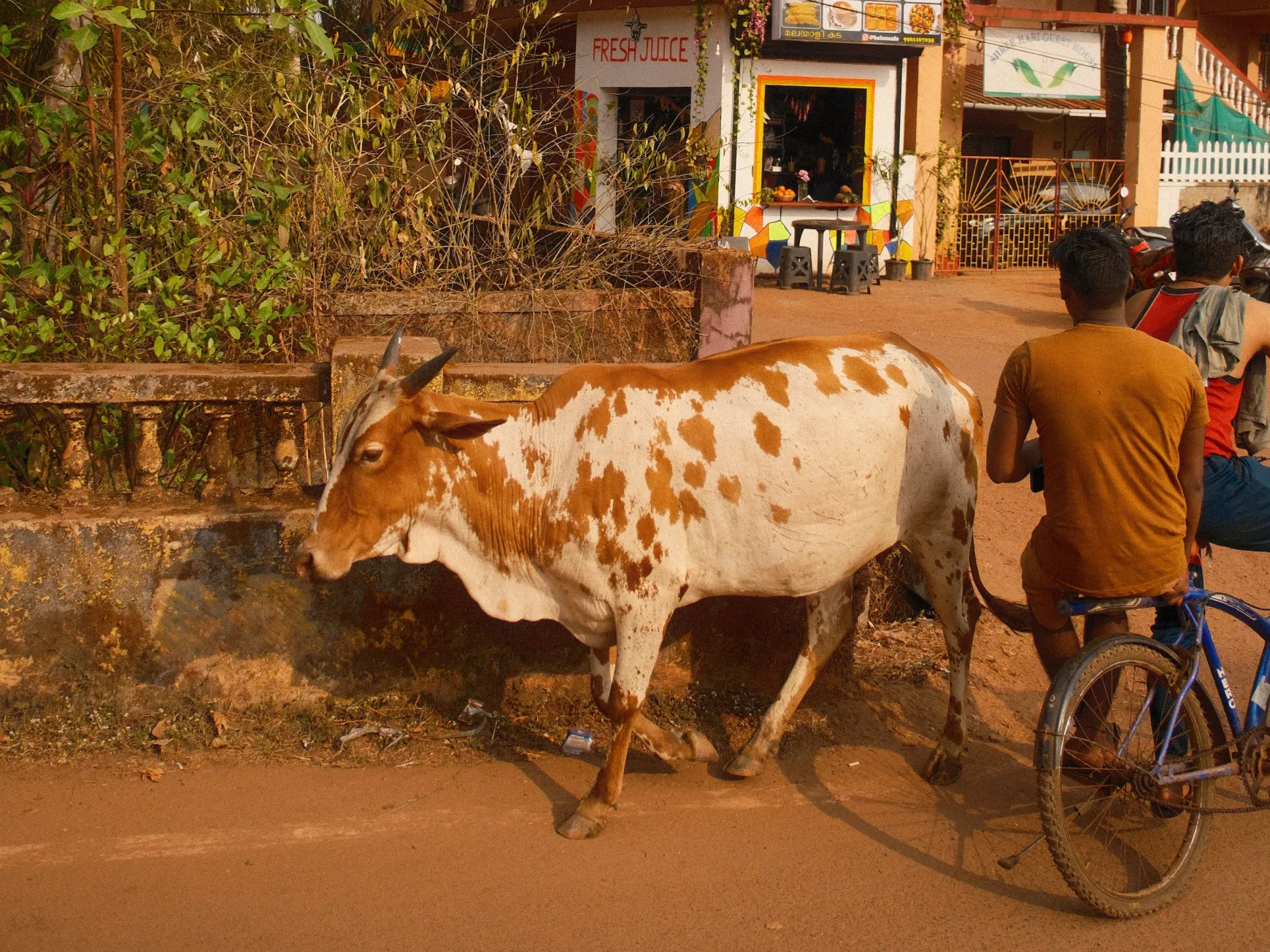 India, tehén