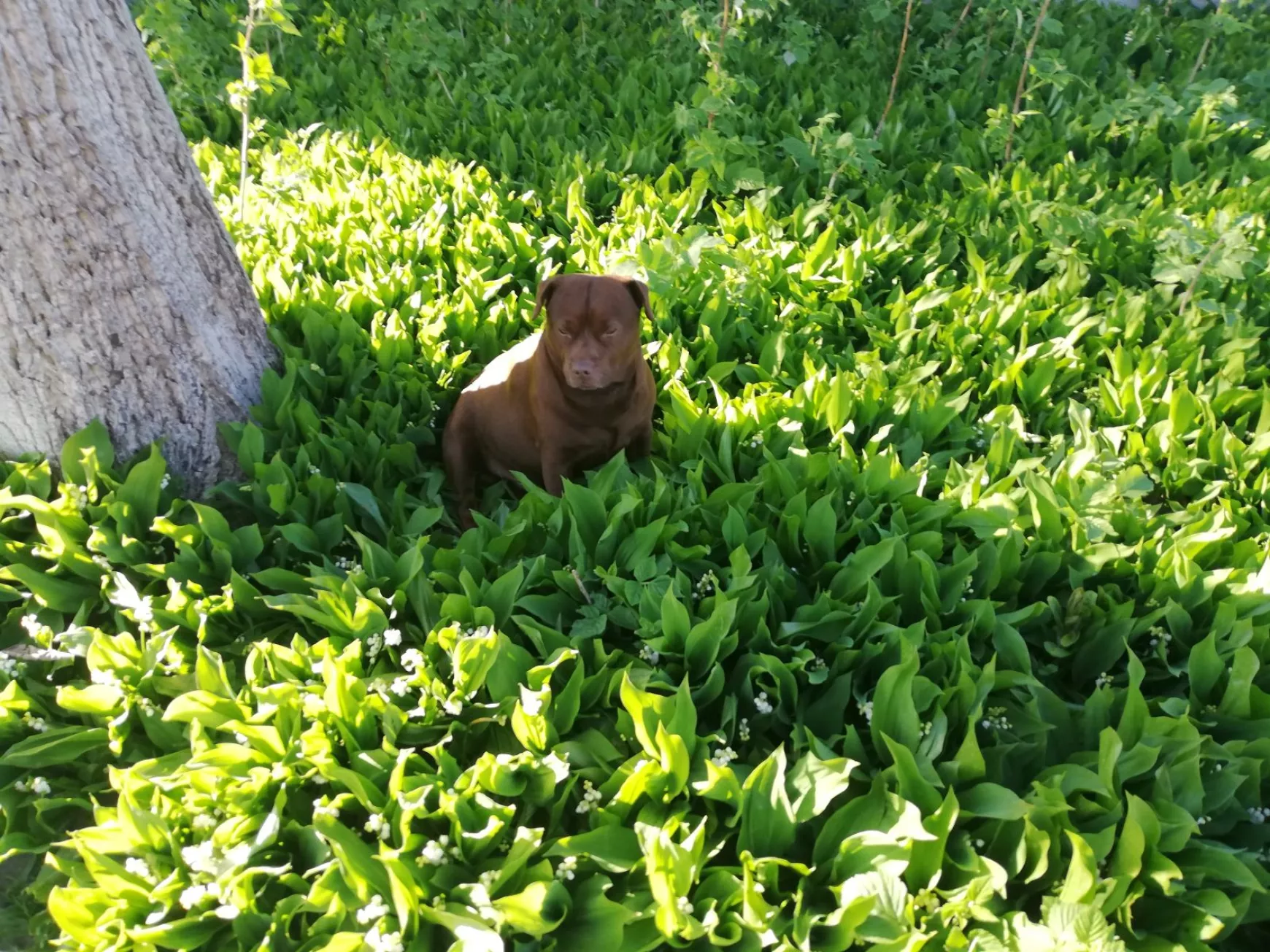 kutya