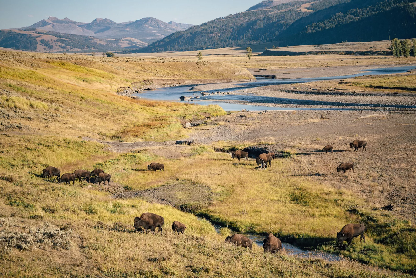 Yellowstone