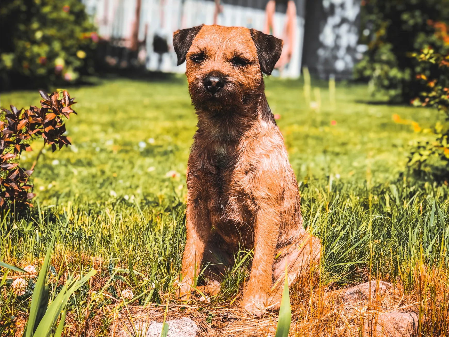 border terrier