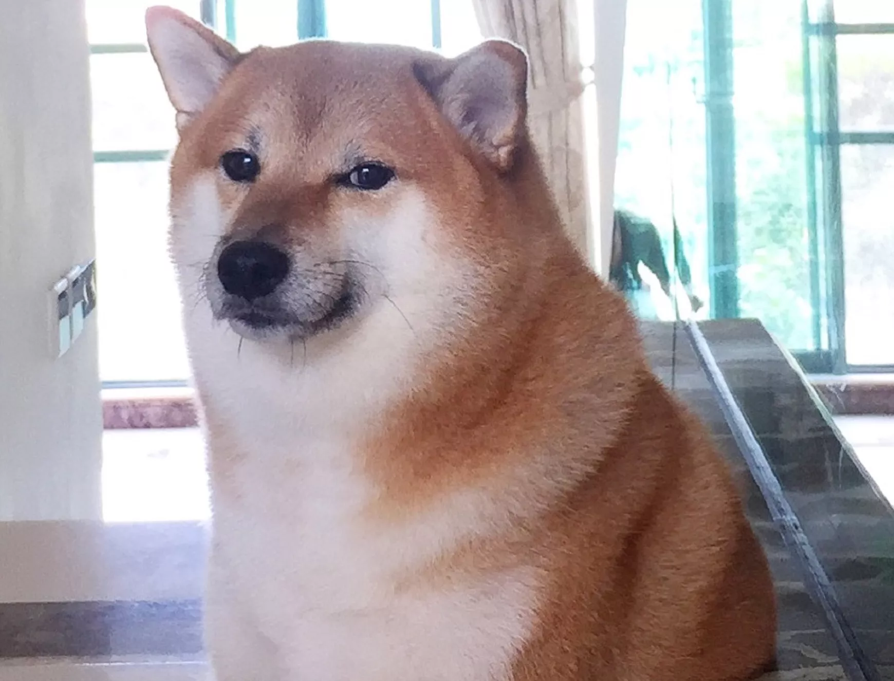 kutya