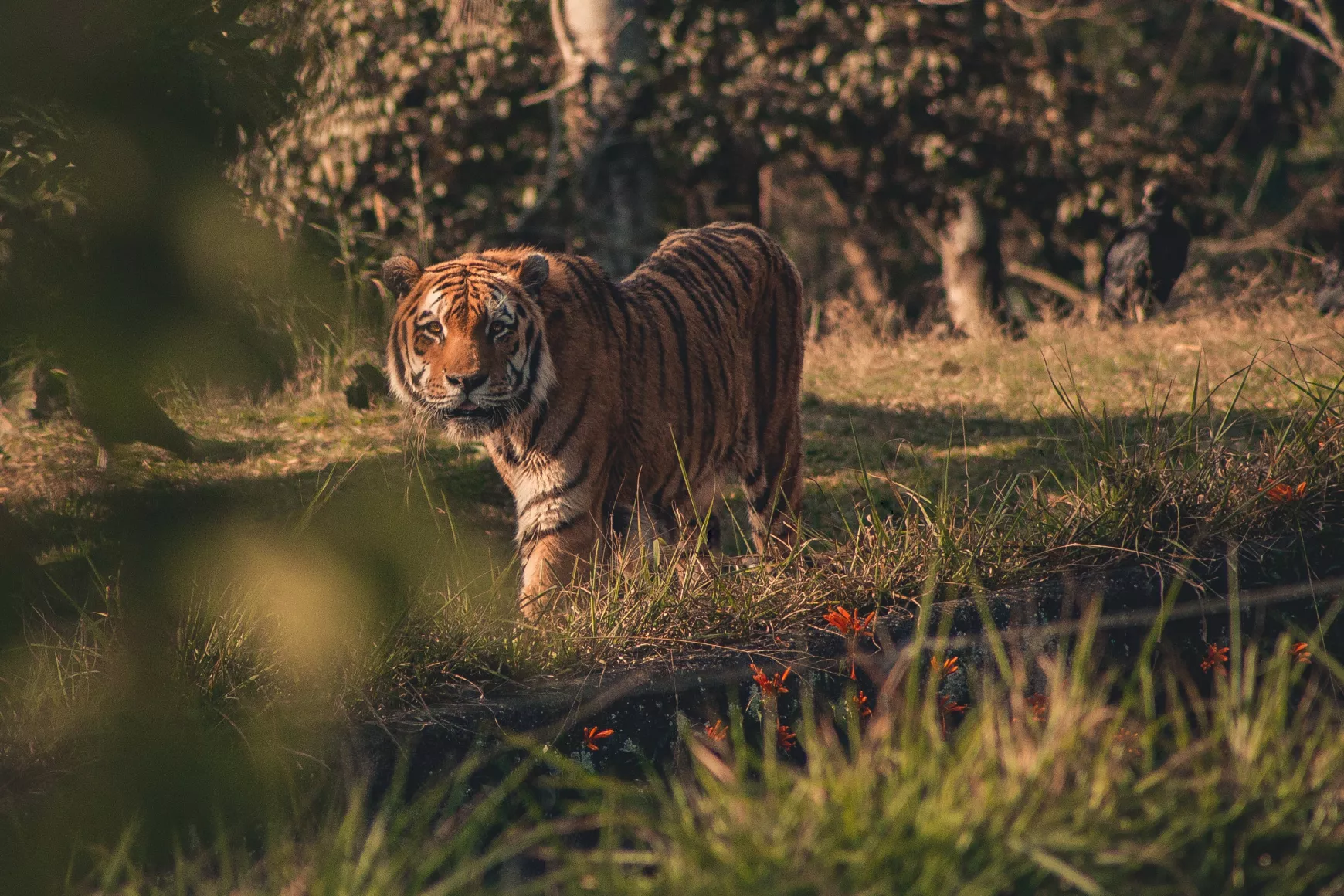 tigris