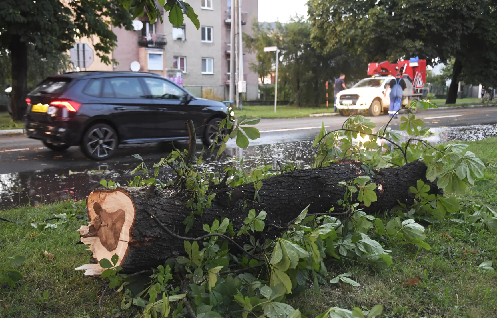 vihar, viharkár, szélsőséges időjárás, kidőlt fa