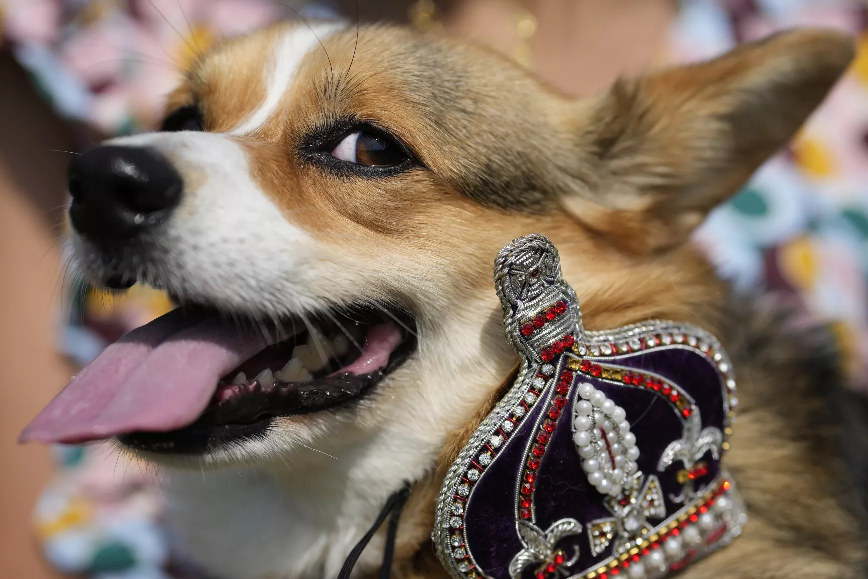 corgi