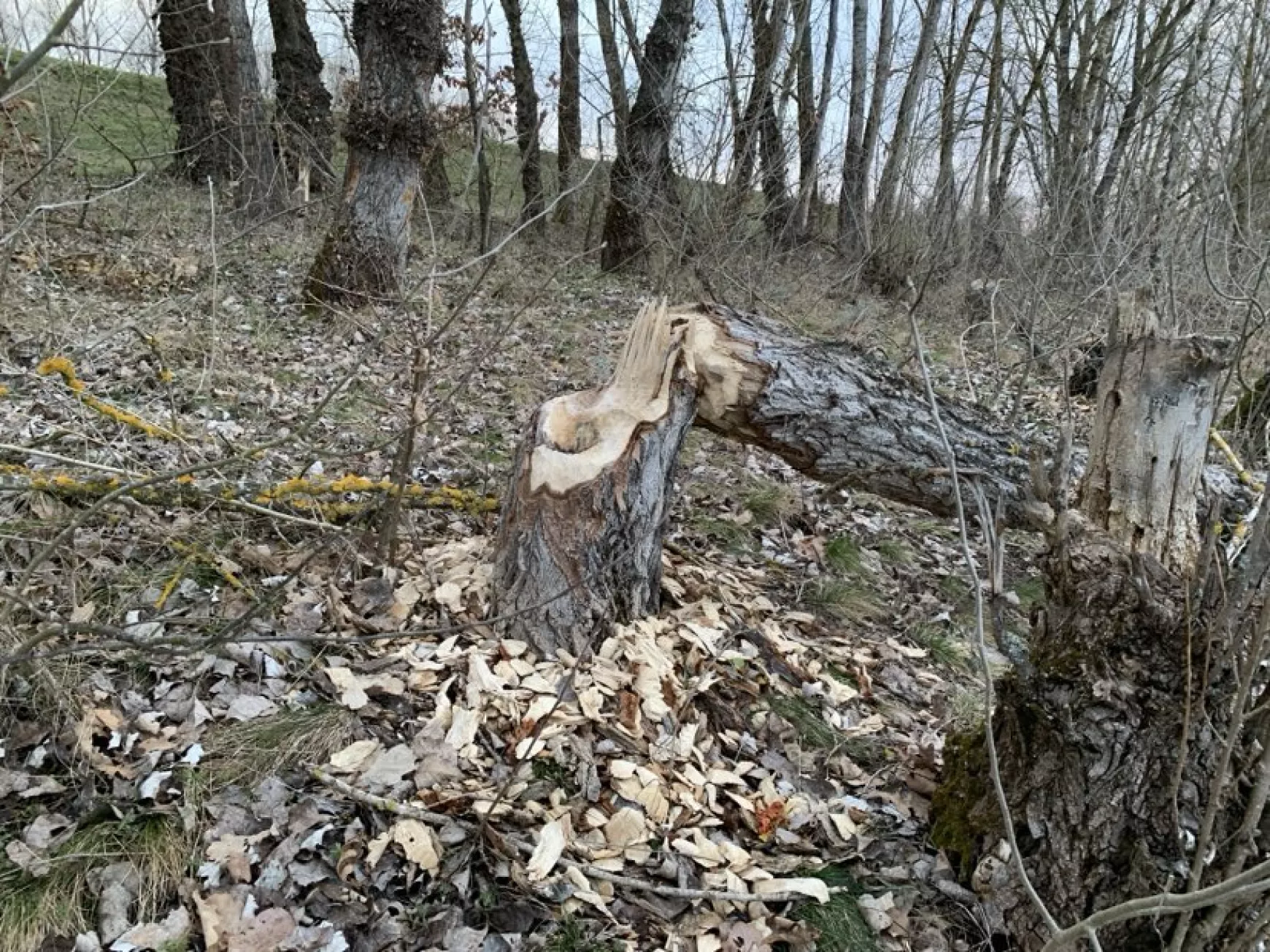 hódok