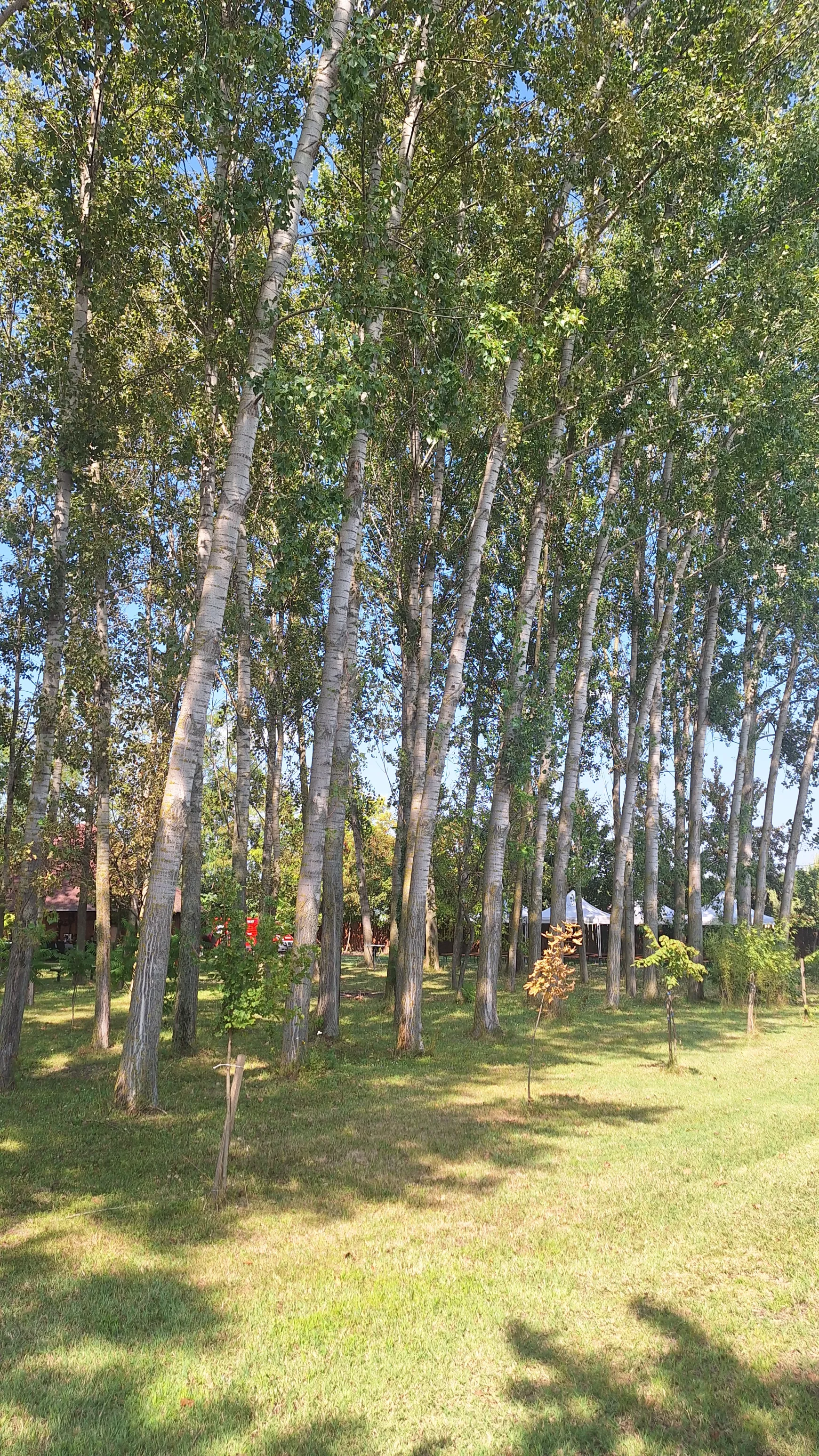 a-nyarfak
