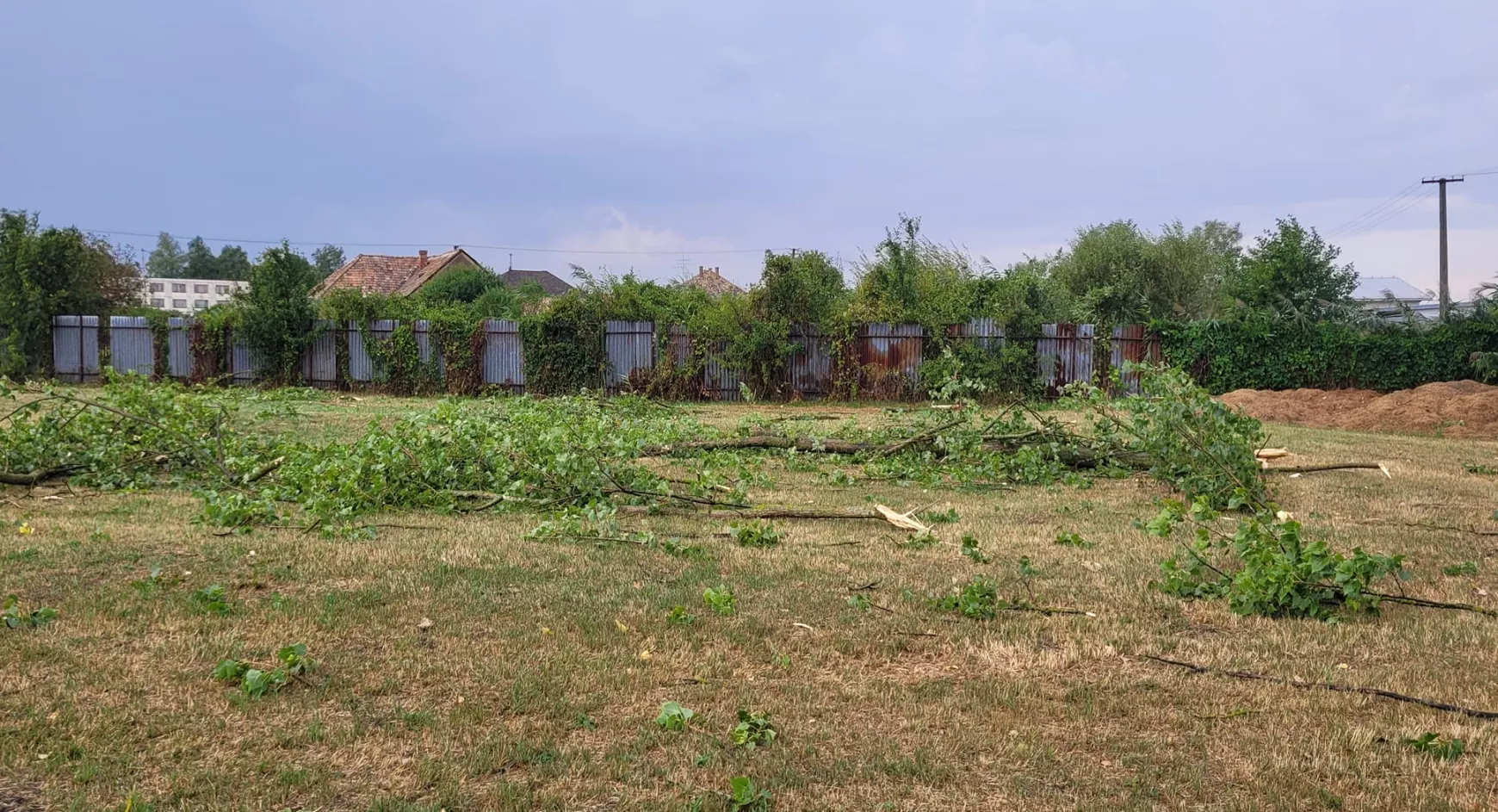 kidőlt fák a vihar után