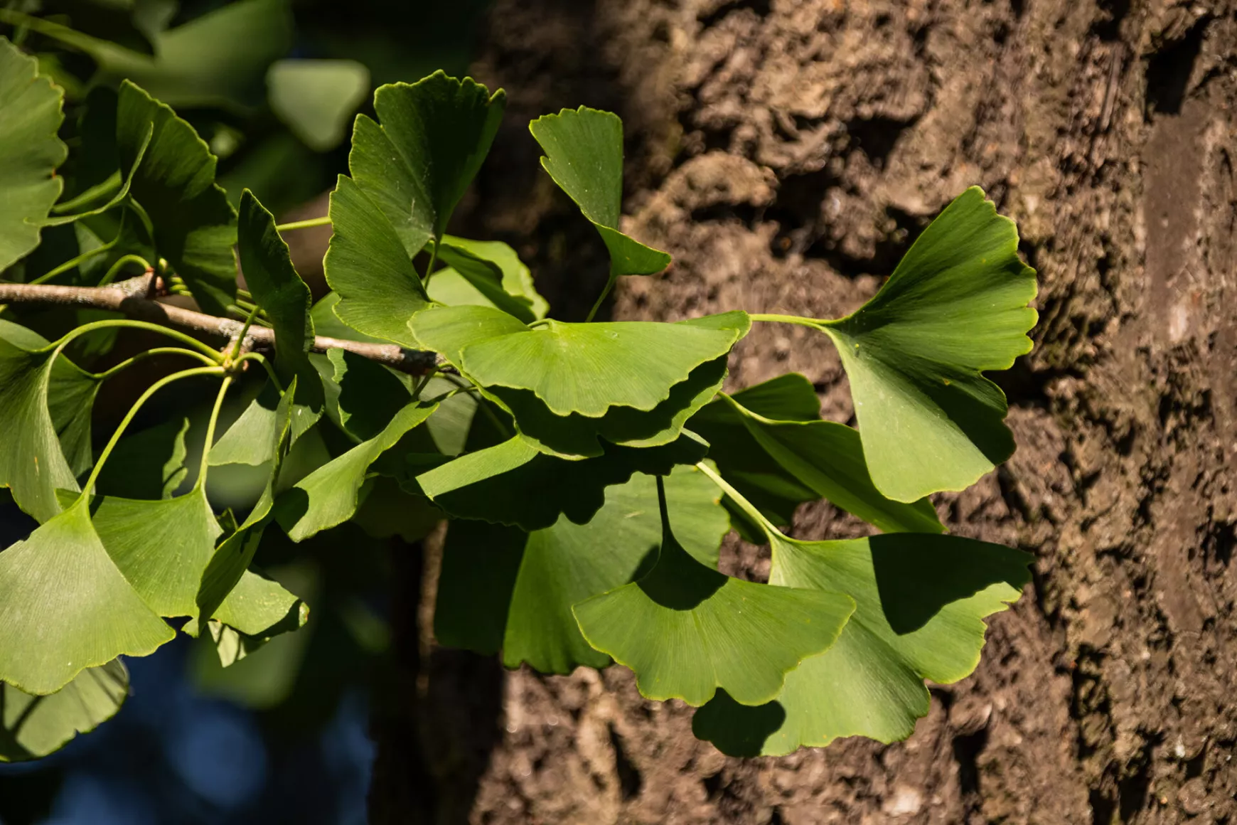 Diószegi Ginko biloba fa