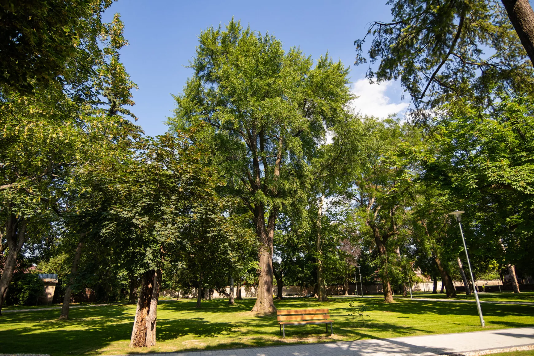 Diószegi Ginko biloba fa