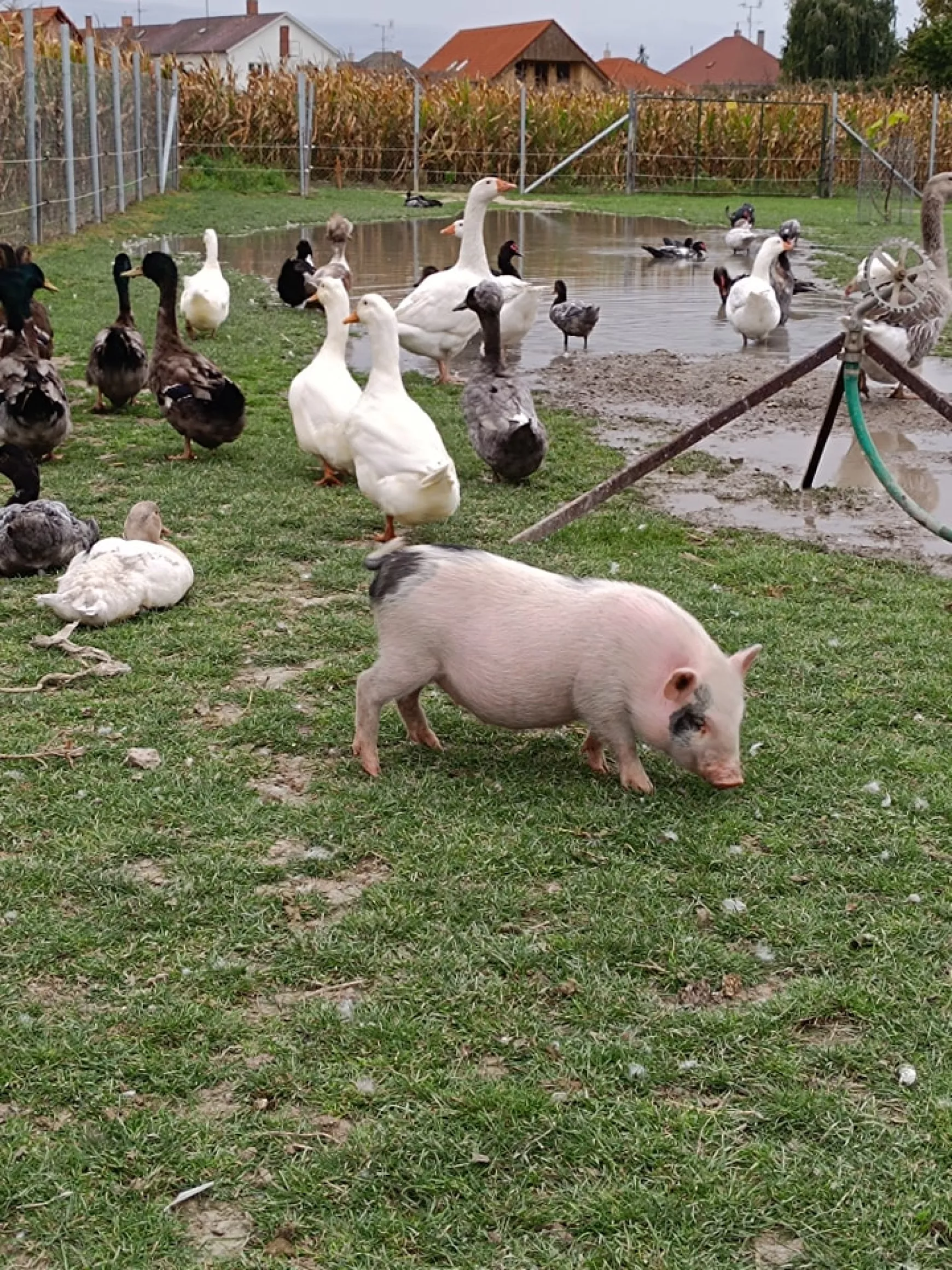 peti-mini-farm-fb-oldal-06