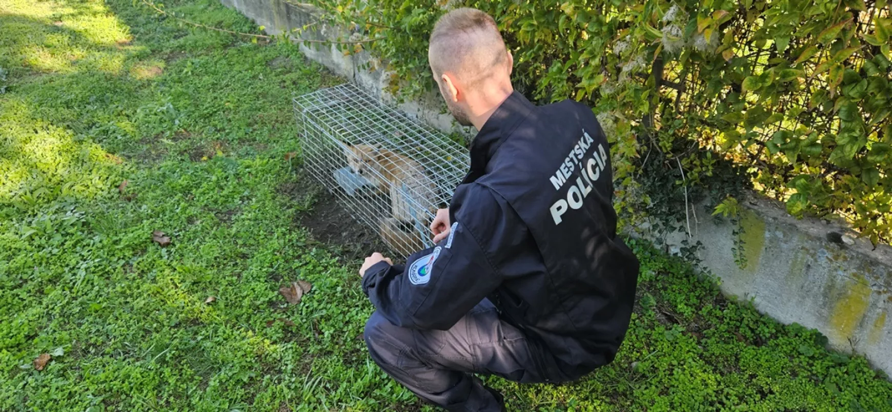 Rókát fogtak a komáromi Eötvös Utcai Alapiskola területén - KÉPEKKEL 