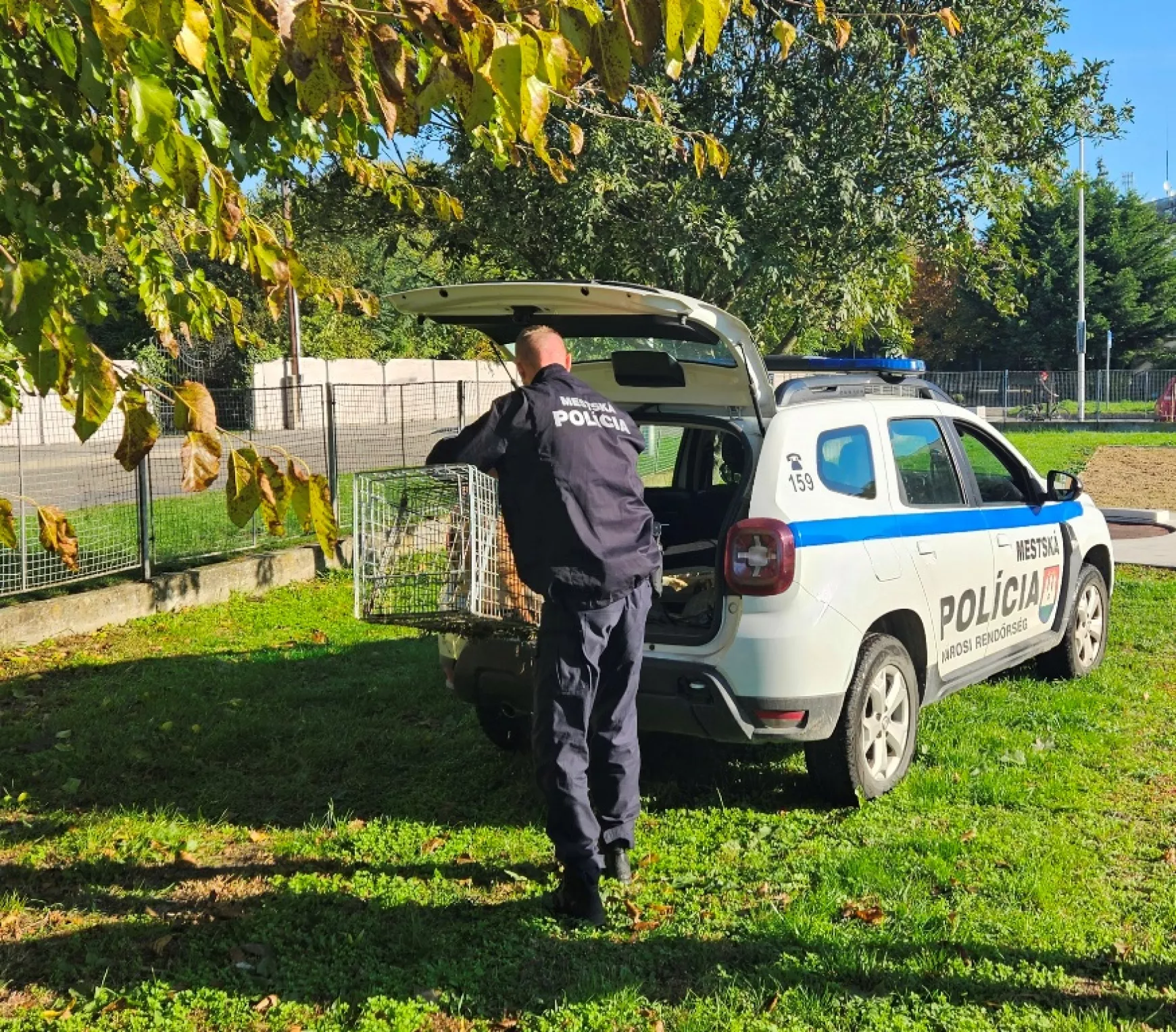 Rókát fogtak a komáromi Eötvös Utcai Alapiskola területén - KÉPEKKEL 