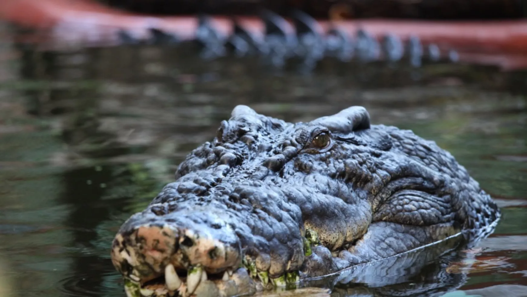 krokodil