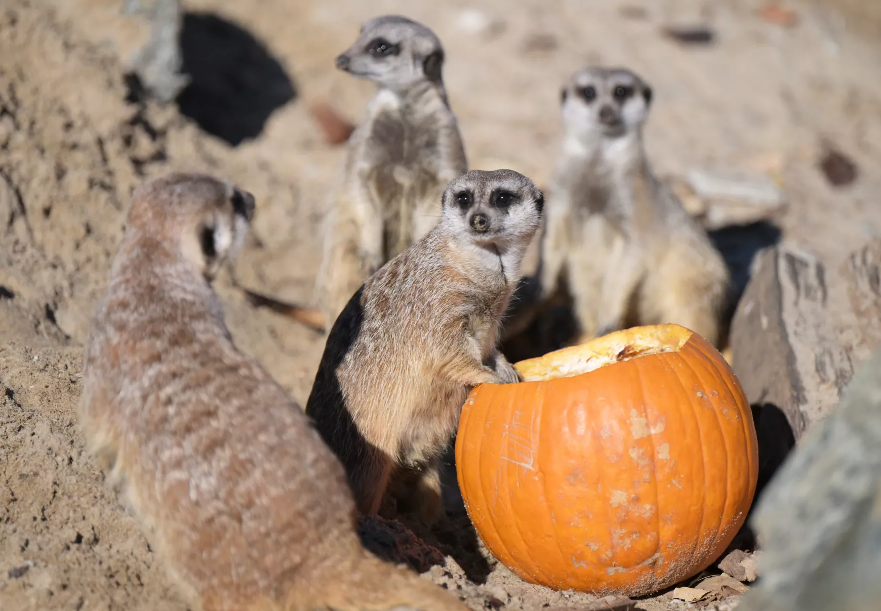 Kassa, állatkert, kassai állatkert, állatok, halloween, tök, töklámpás