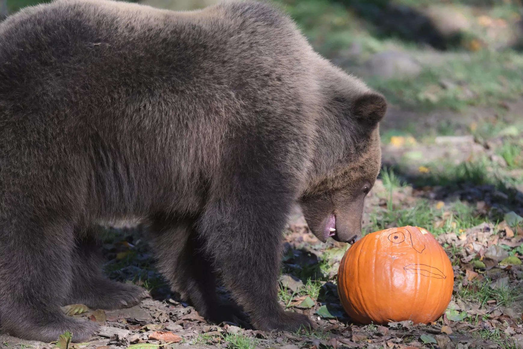 Kassa, állatkert, kassai állatkert, állatok, halloween, tök, töklámpás