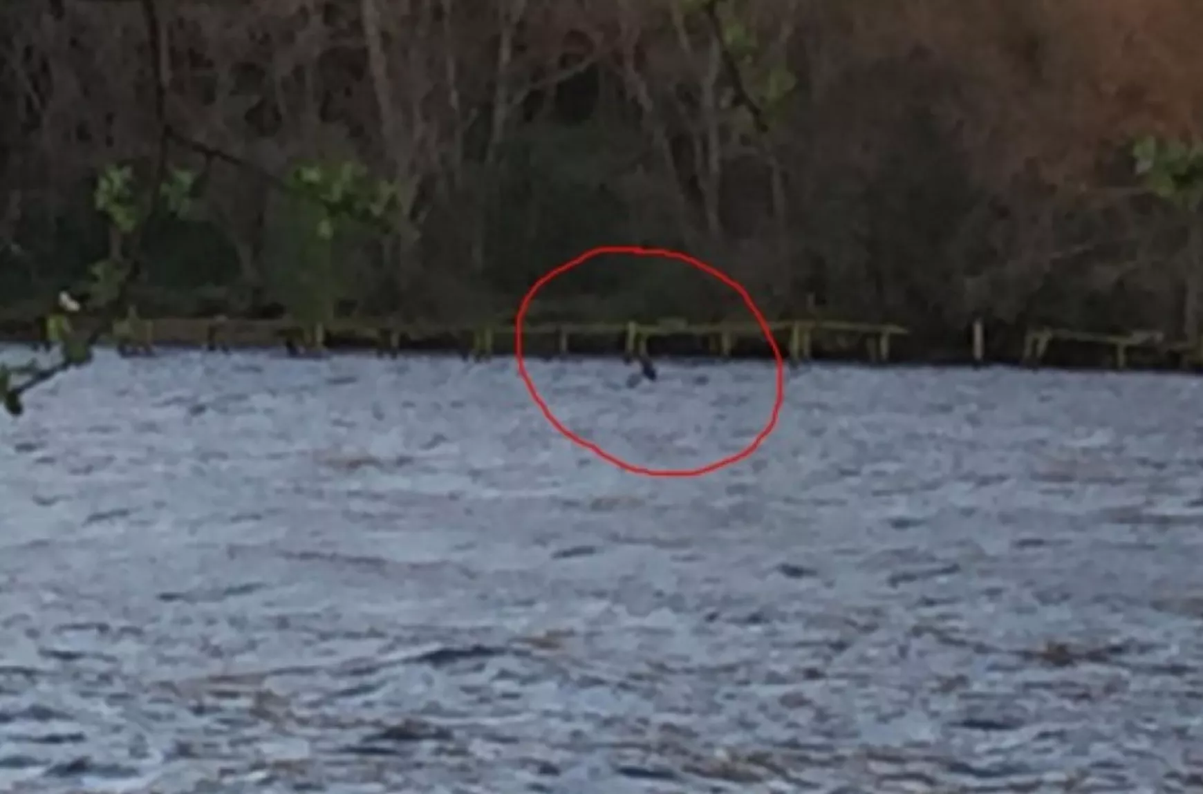 Egy a Loch Nessi szörnyet mutató állítólagos fotó
