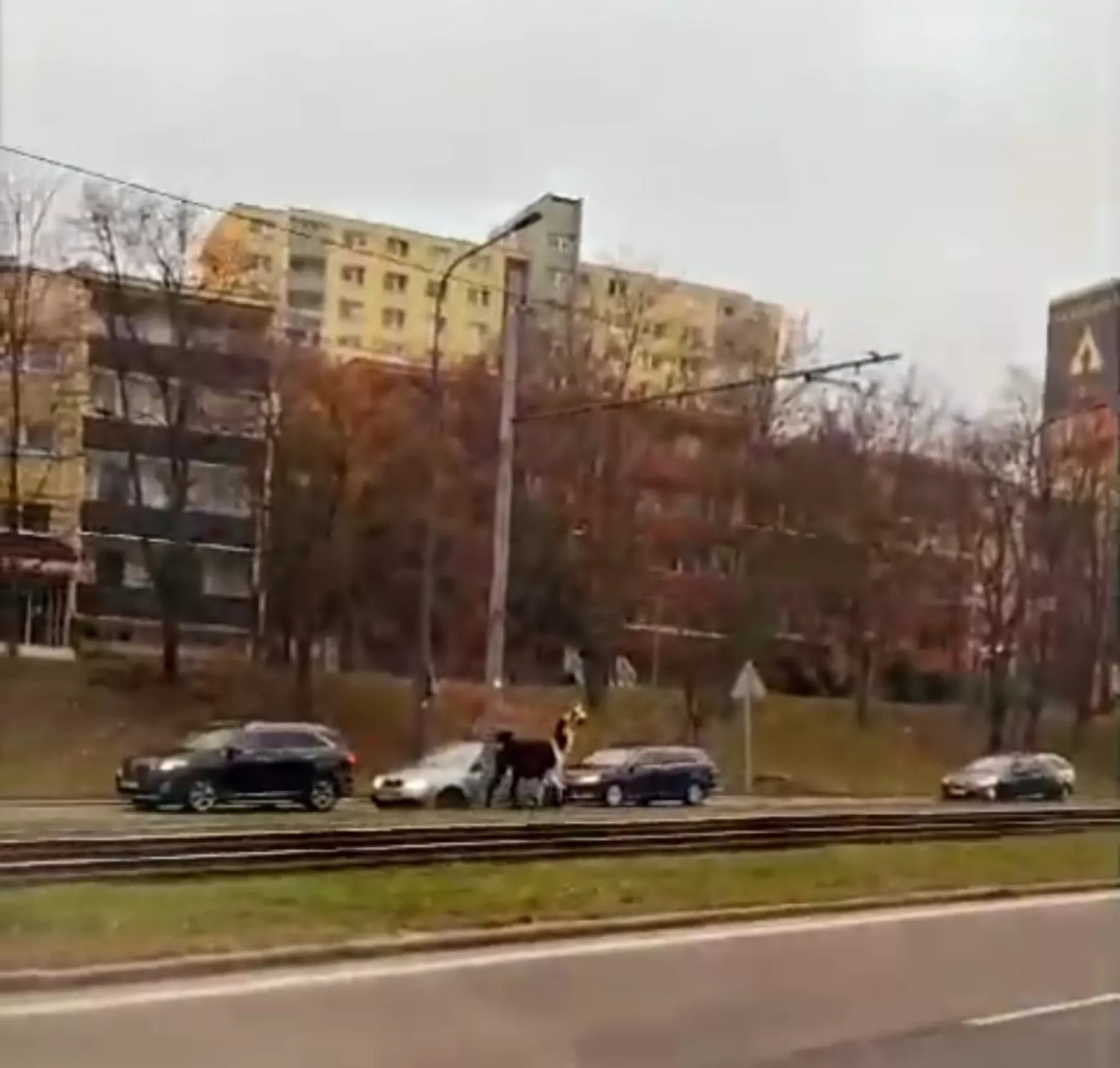 Láma