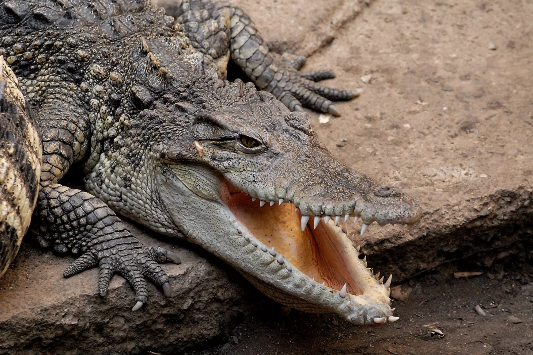 Sziámi krokodil - wikipedia