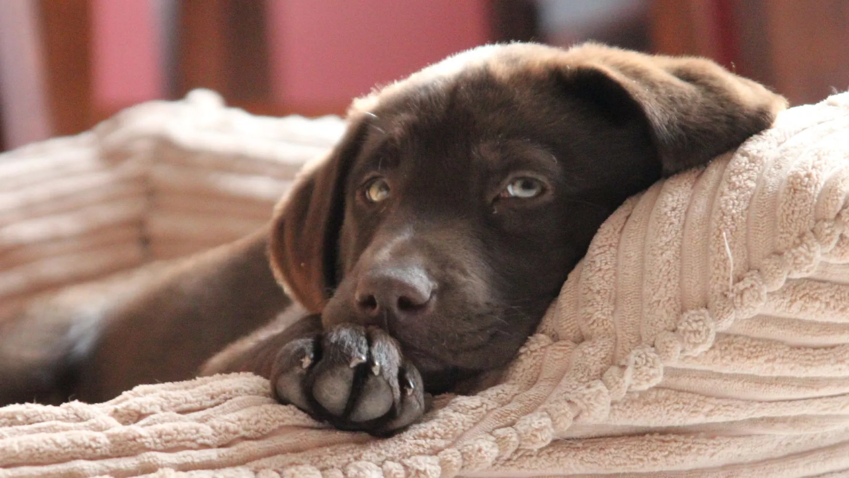 kutya