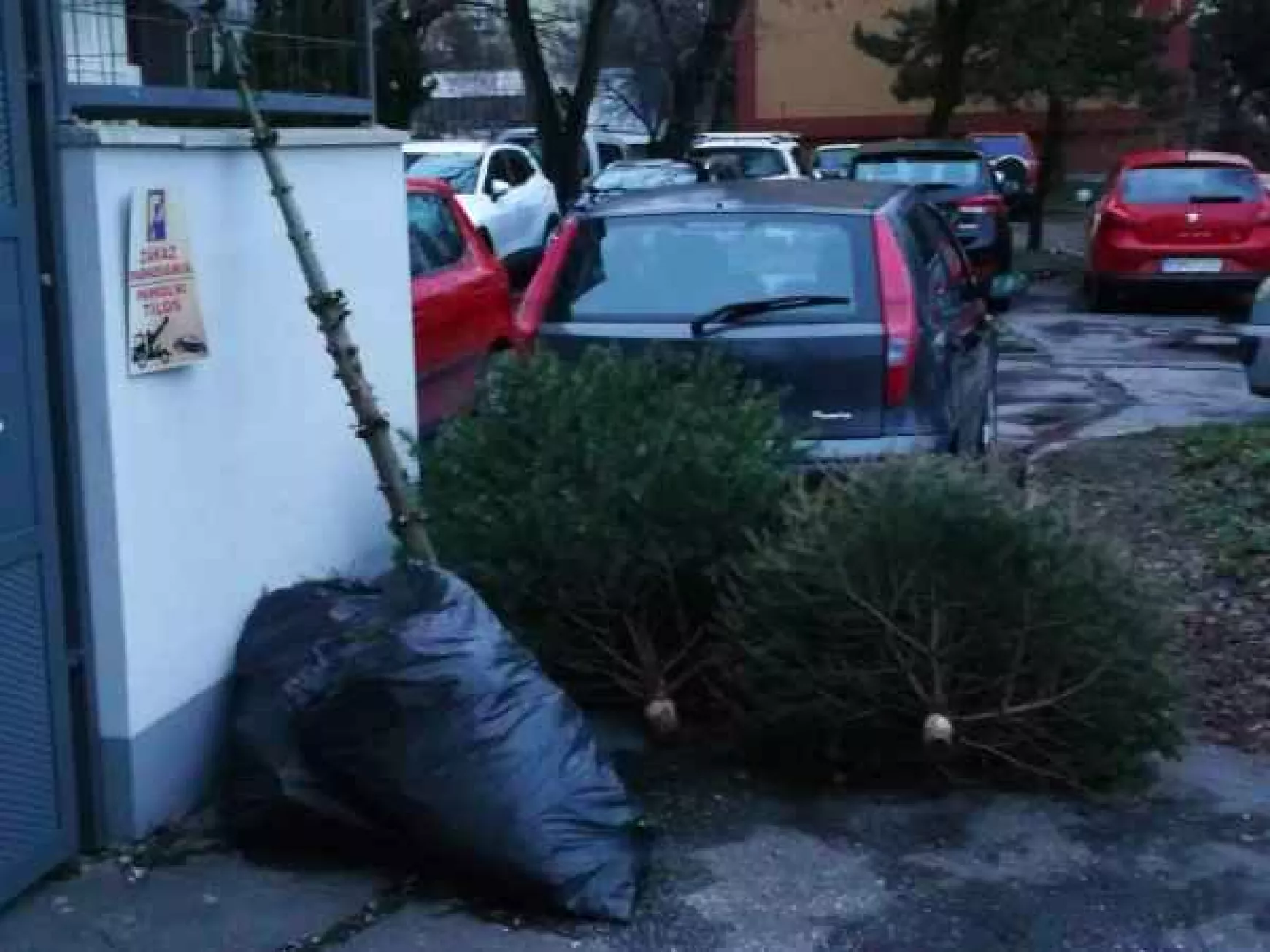 Folyamatban van a kidobott fenyőfák elszállítása Komáromban - KÉPEKKEL