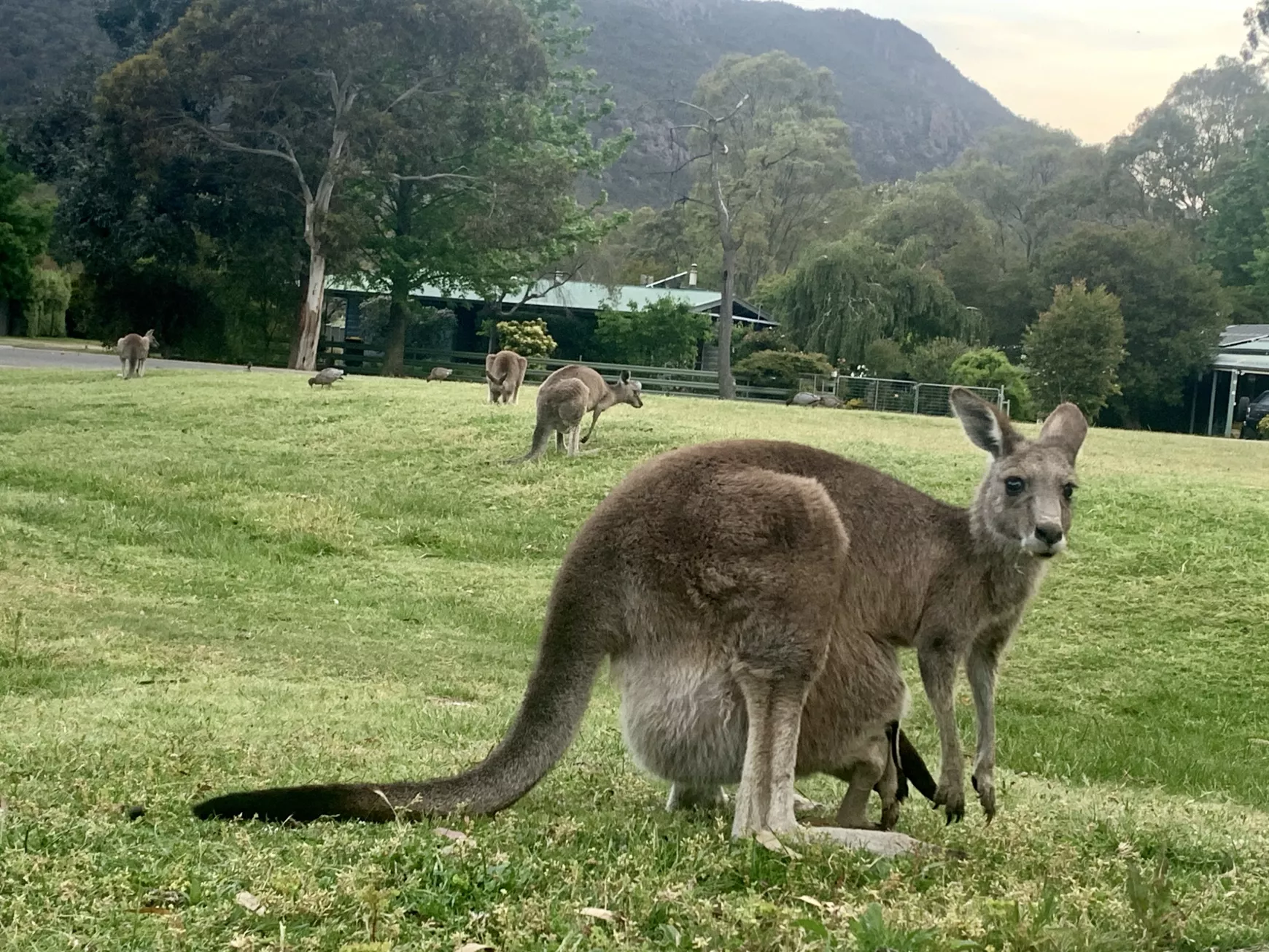 Kenguruk a Grampians-hegységben
