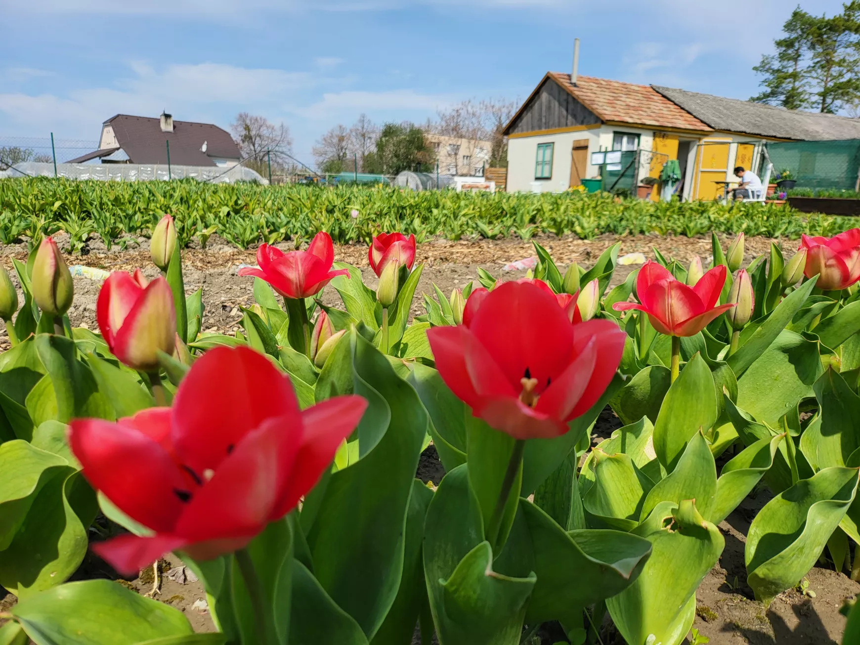 Tallós tulipán