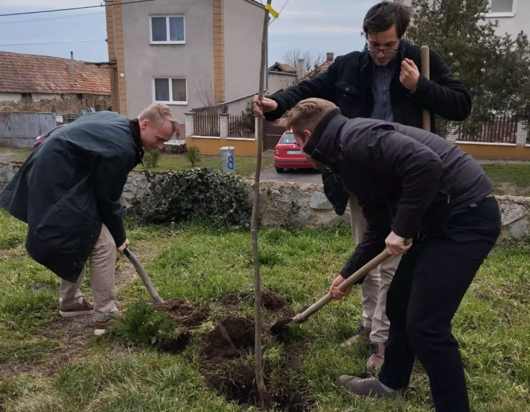 szilvafa