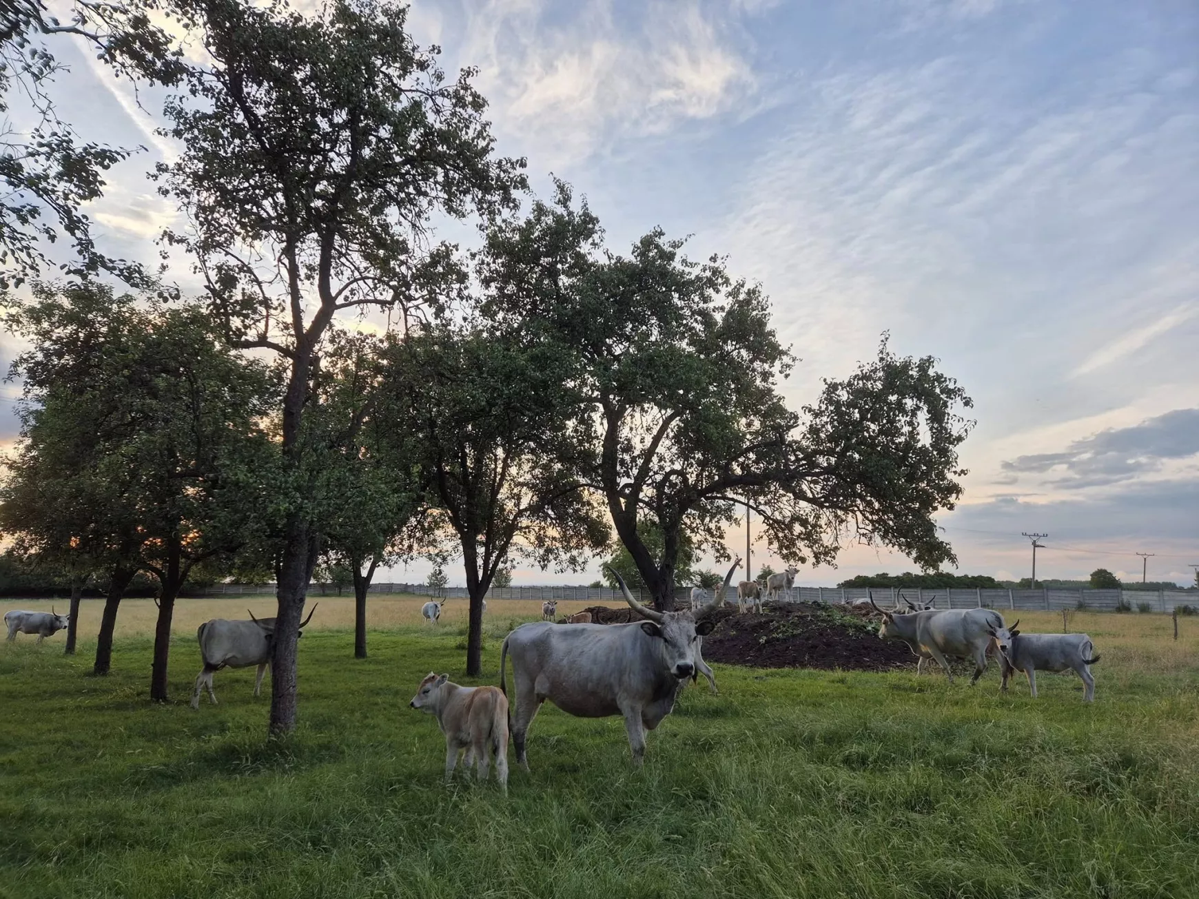 A zsigárdi Habán farm 