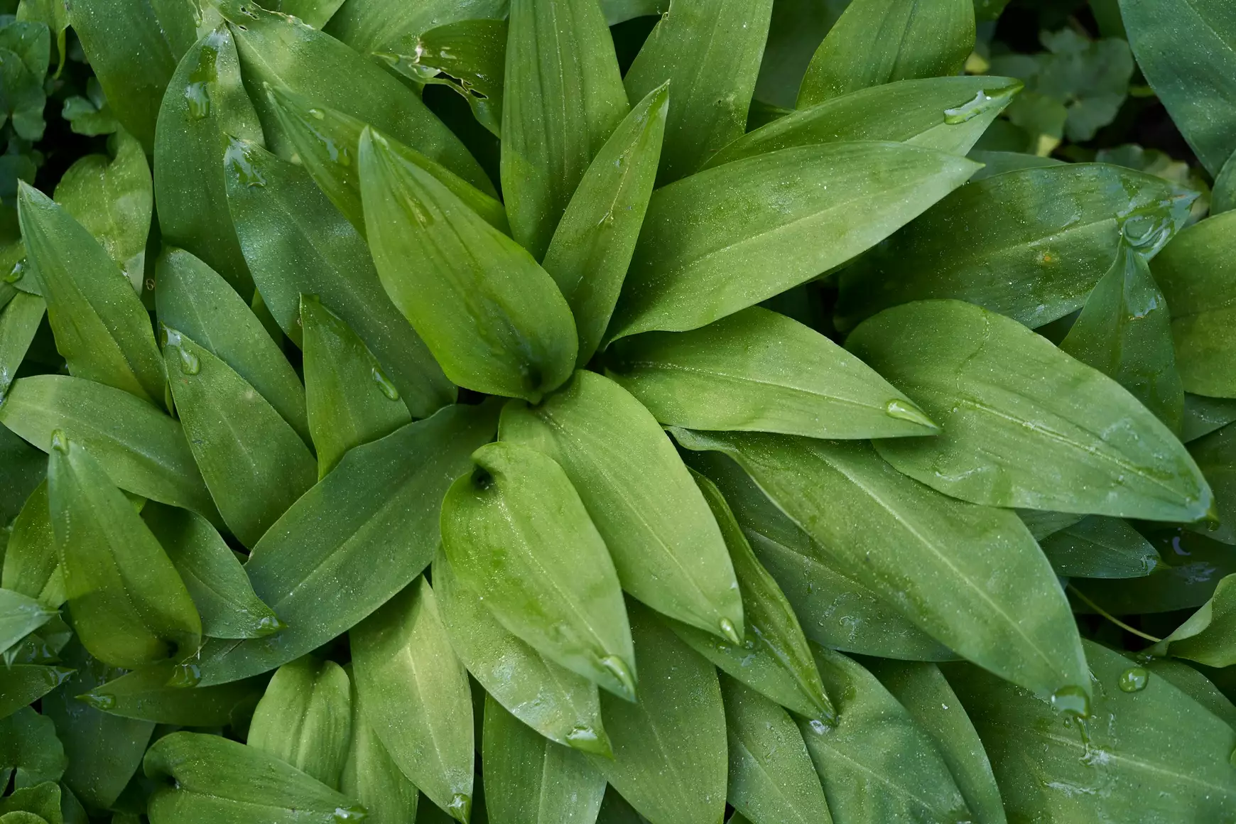 Medvehagyma