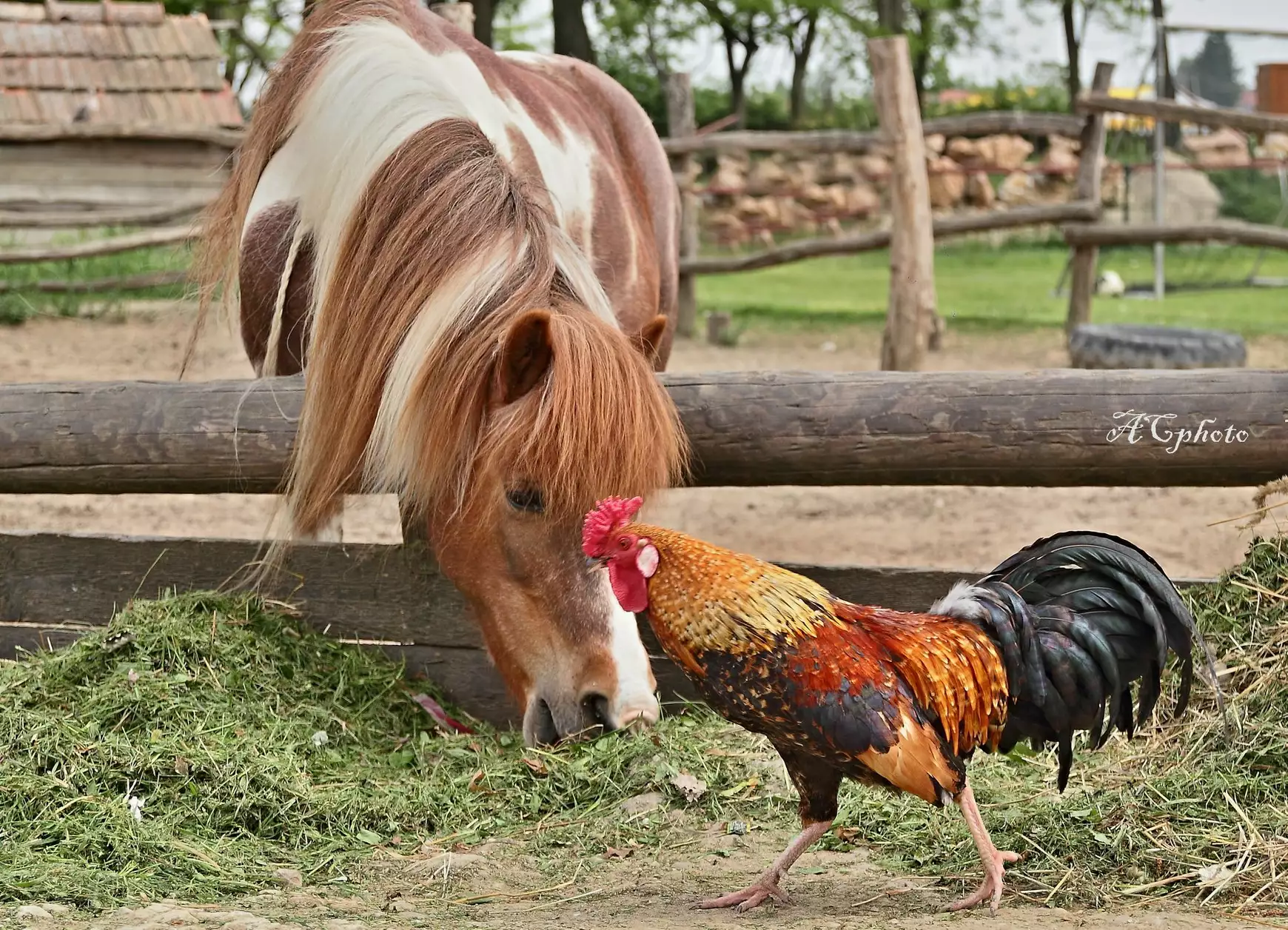 Humanita farm