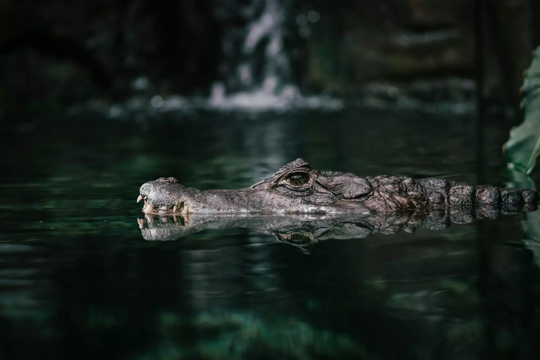 krokodil