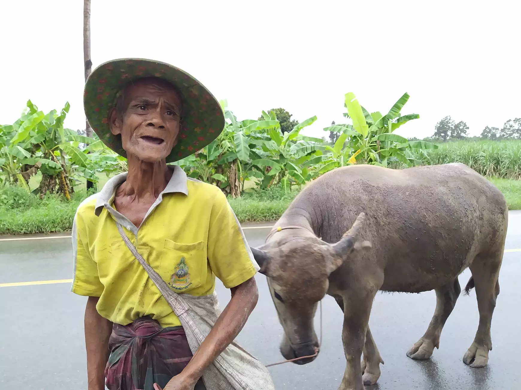 Thai bivalyhajcsár 