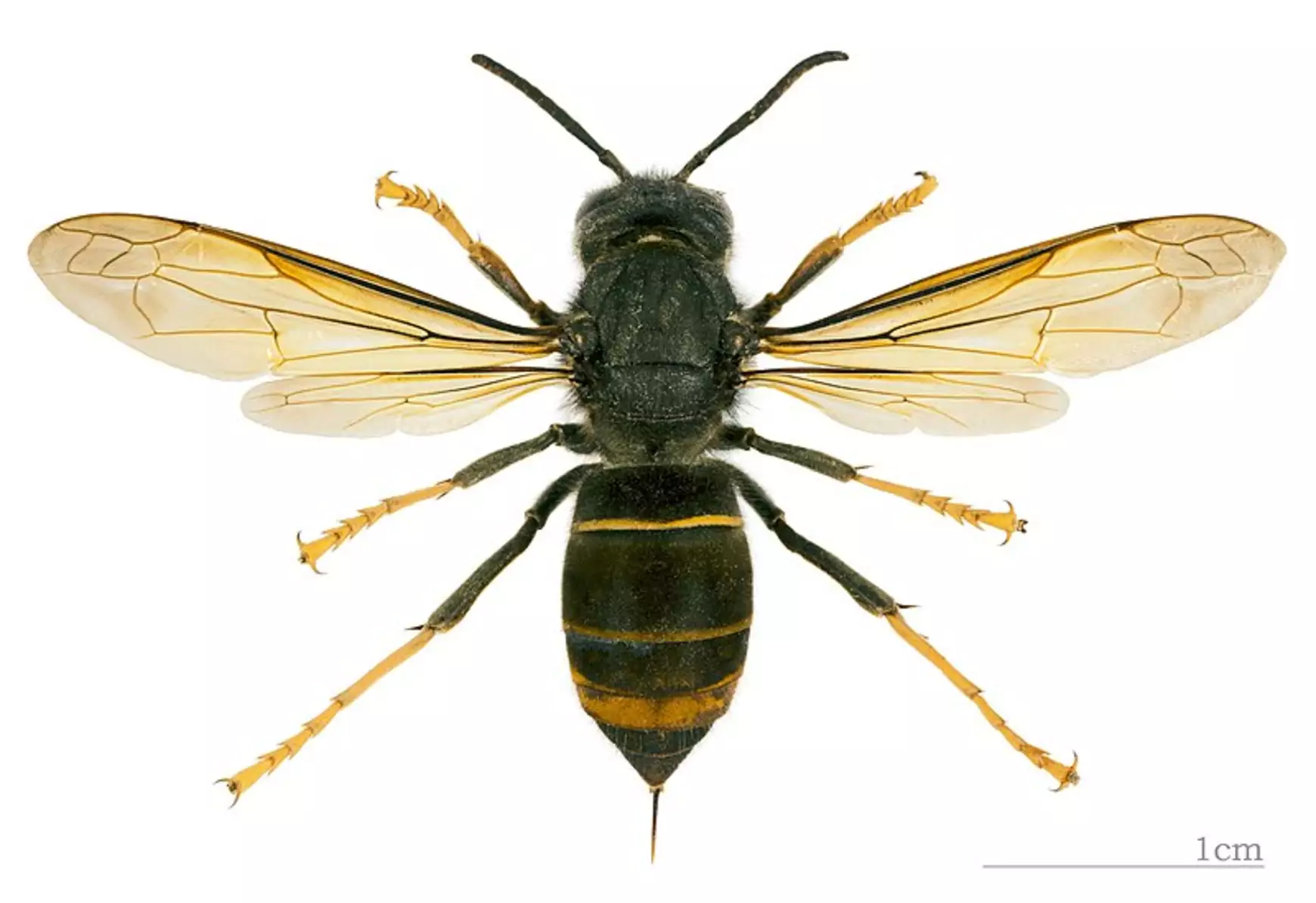 azsiai-lodarazs_vespa_velutina_nigrithorax_mhnt_dos