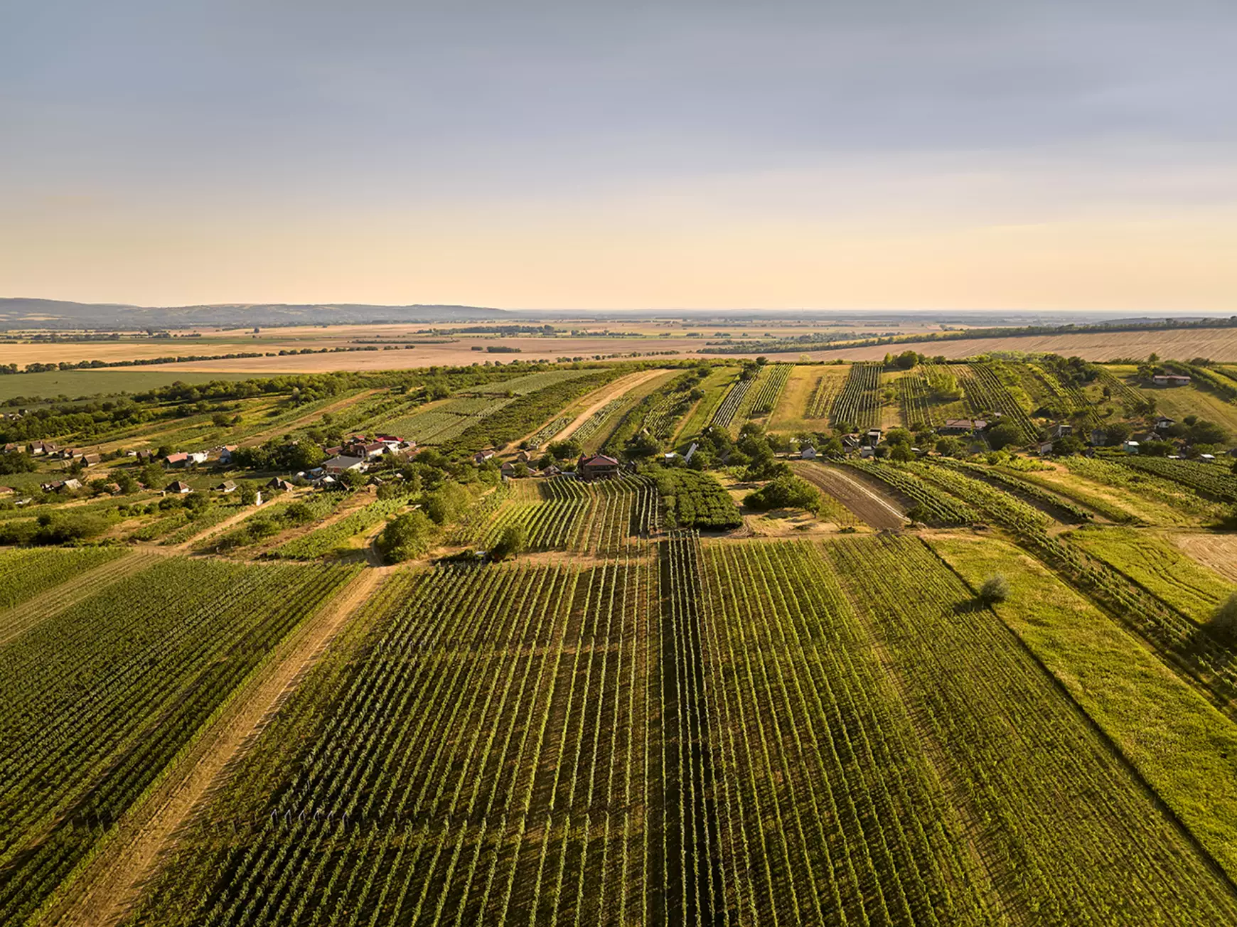 bona-winery