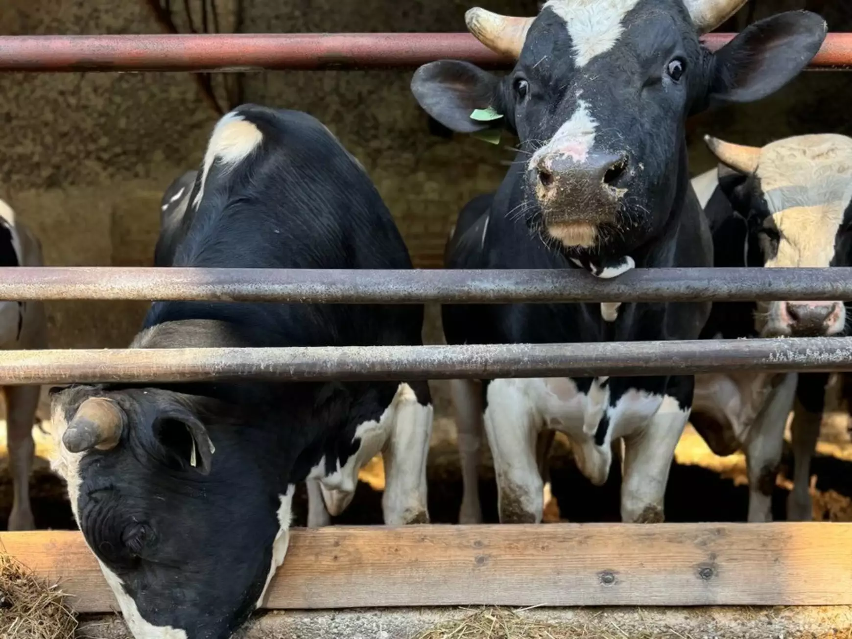 marha - Holstein-fríz