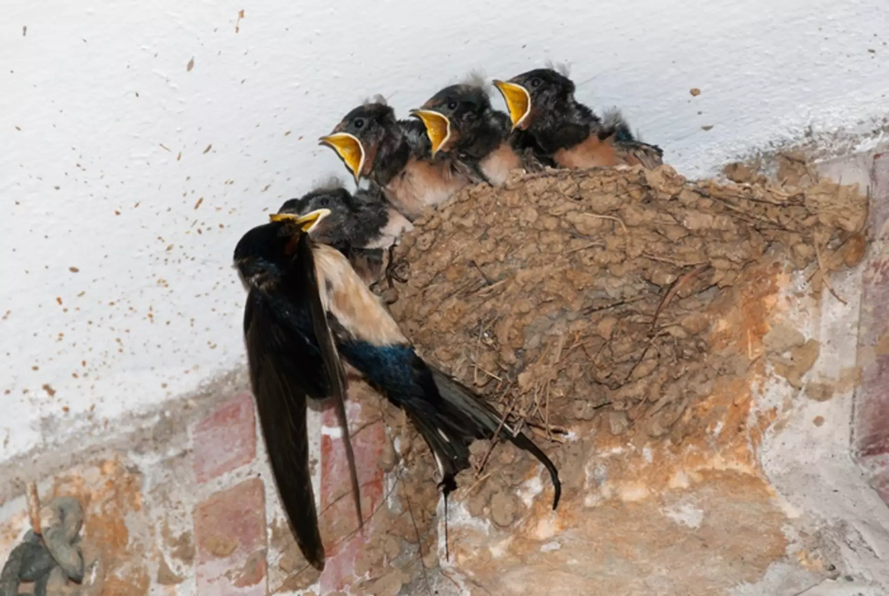 fecske-911wildlife.com_