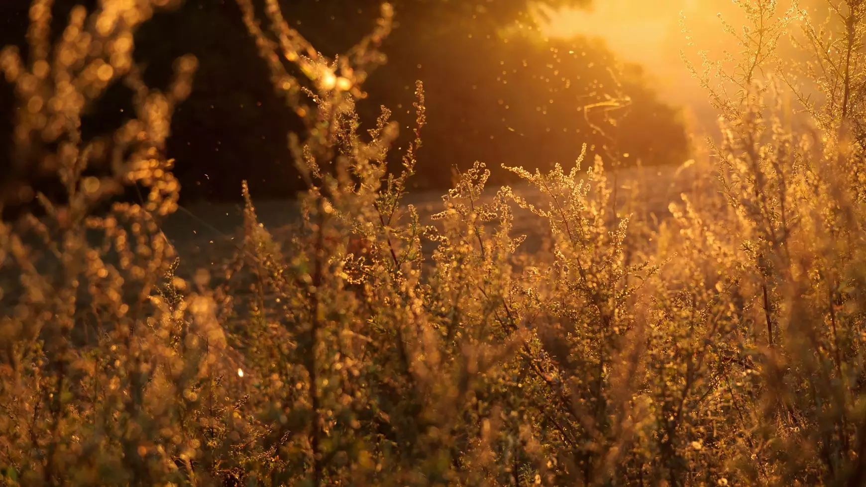 Pollen