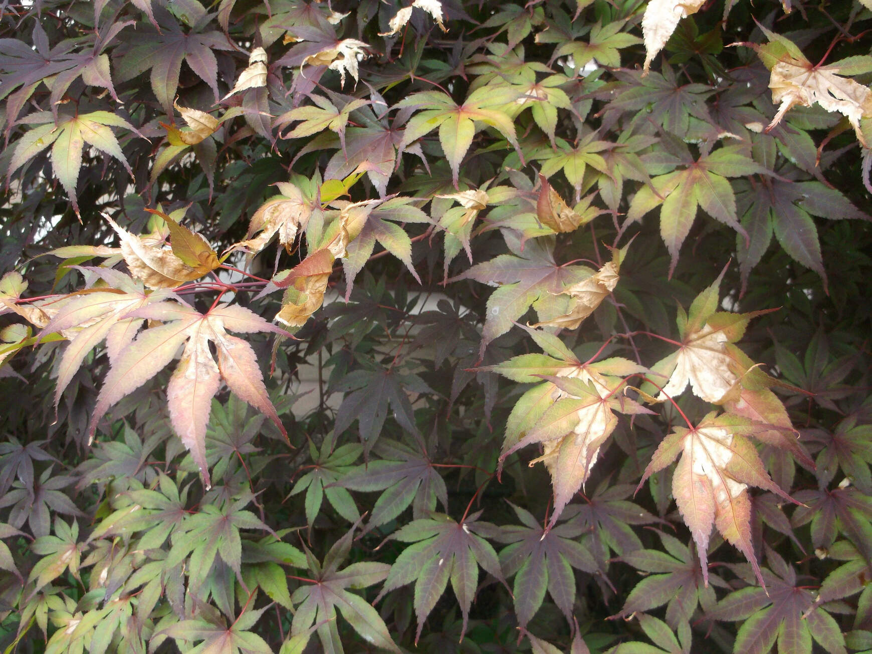japán juhar