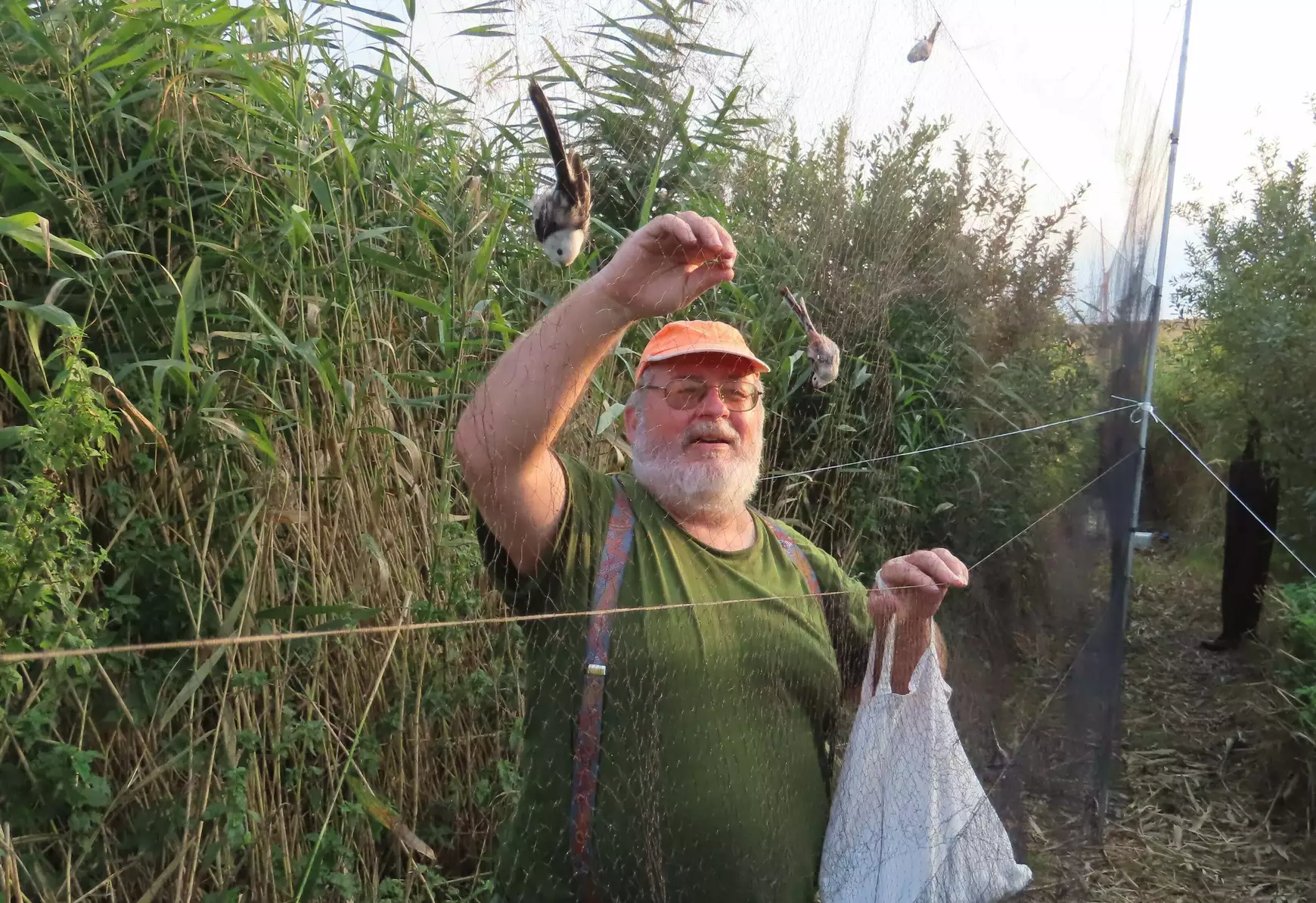 Lenický Štefan önkéntes, aki előkészíti a terepet a gyűrűzésre