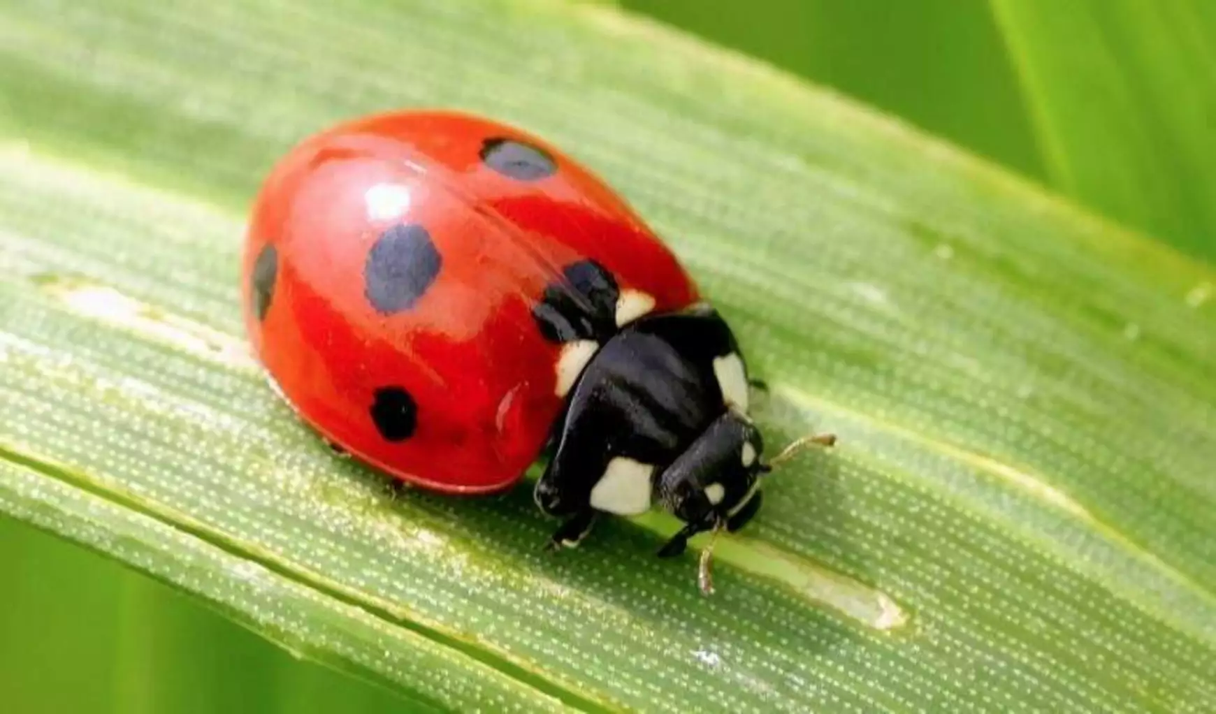 hetpettyes-katicabogar-balintgazda.hu__0
