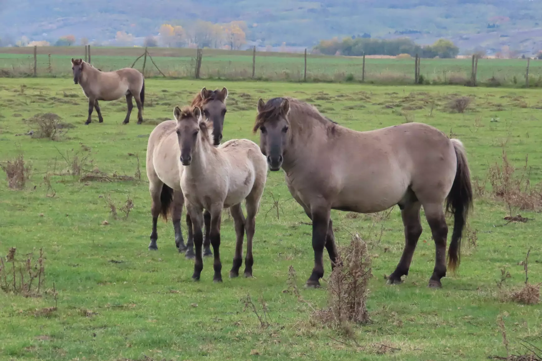 A „primitive horse” fajtájú lovak nemrég kerültek a területre 