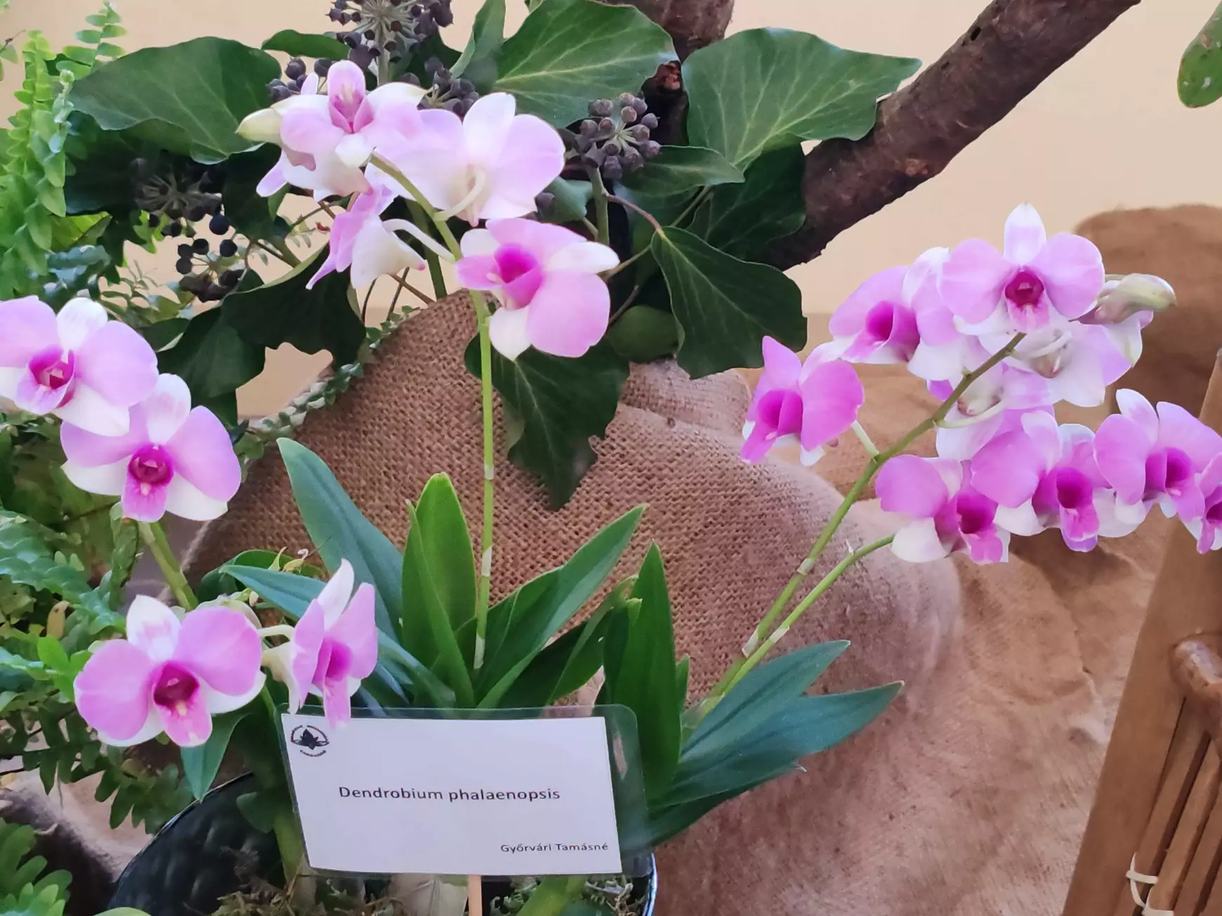 Orchidea