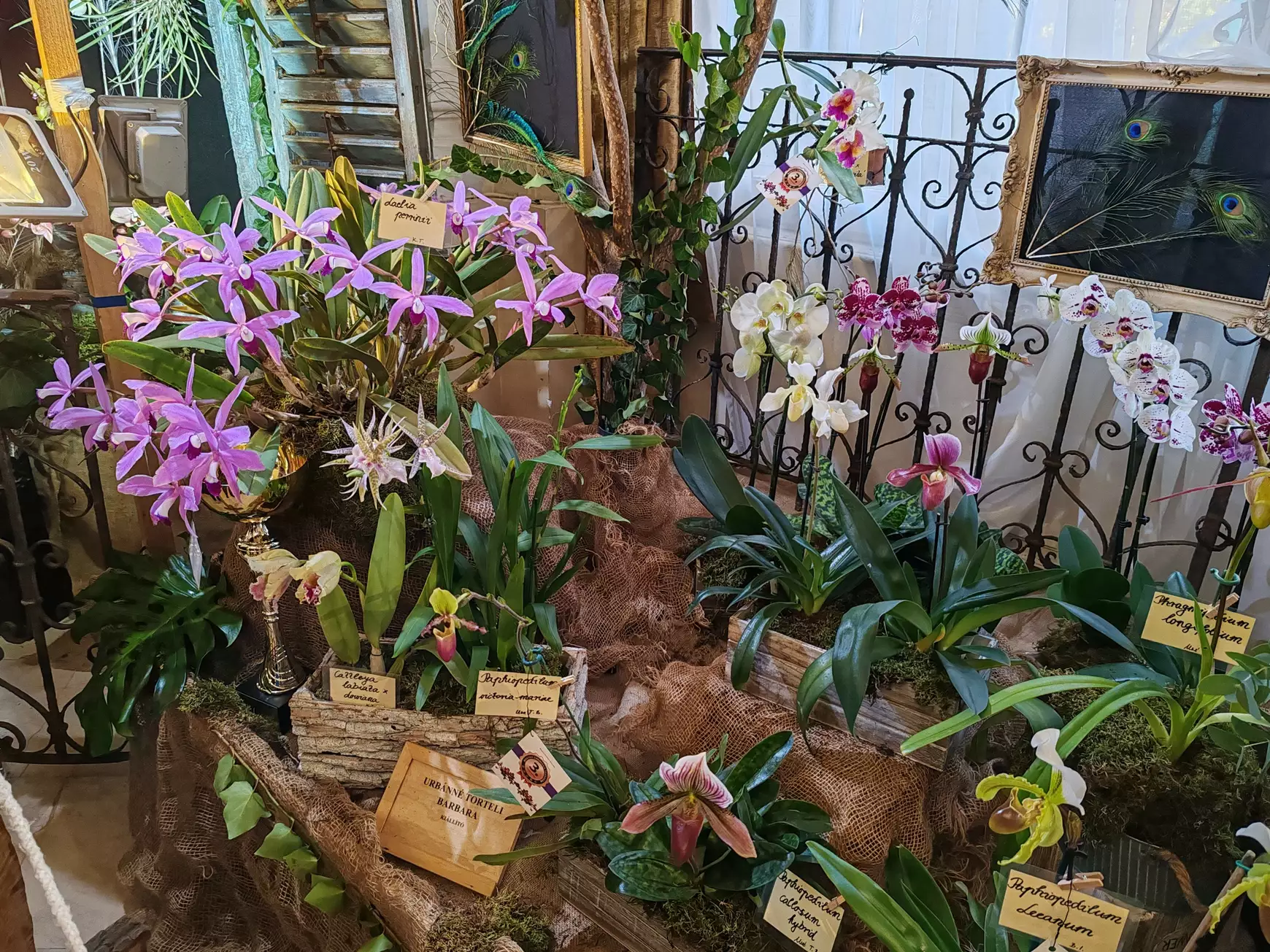 Orchidea