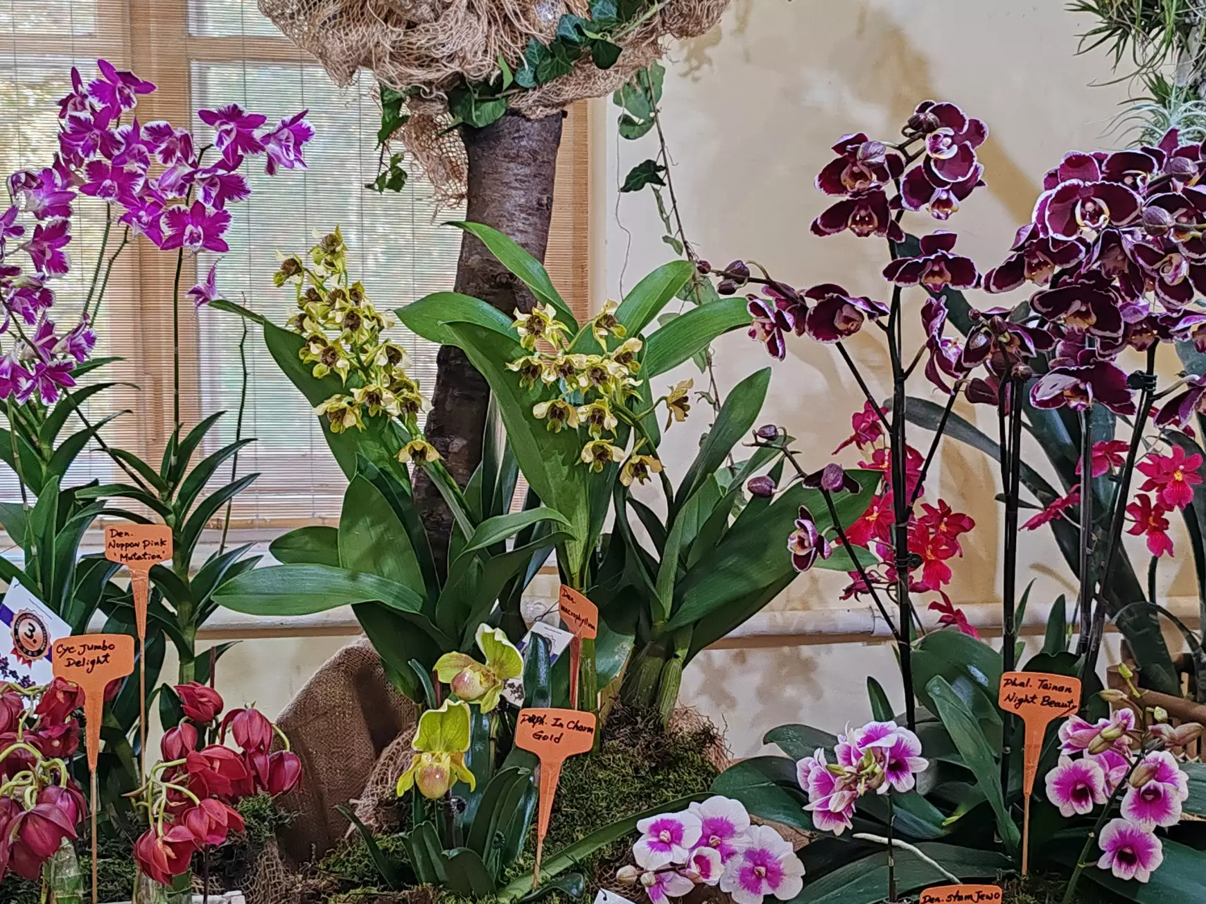 Orchidea