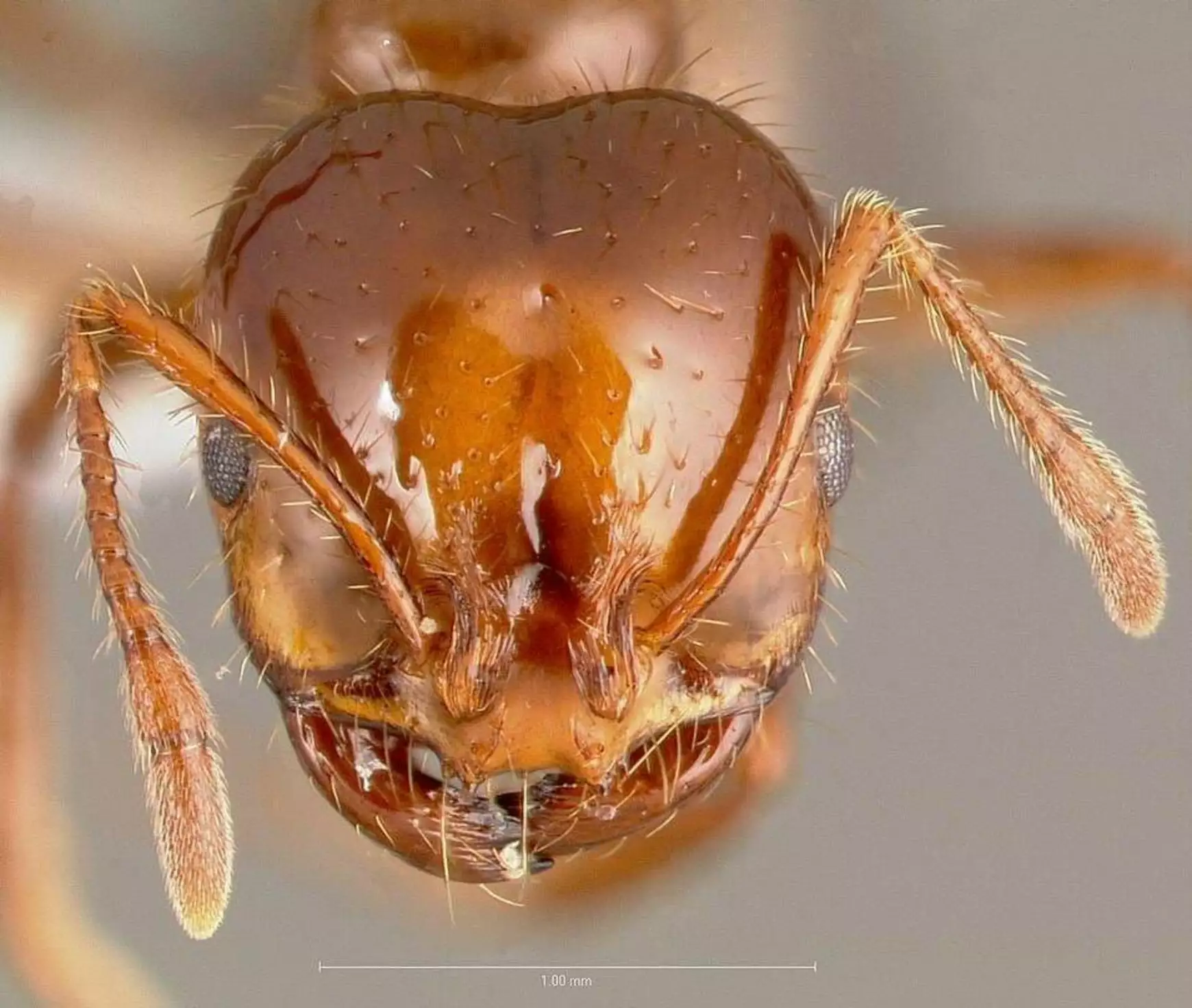 solenopsis_invicta_wikimedia-commons-www.antweb.org_