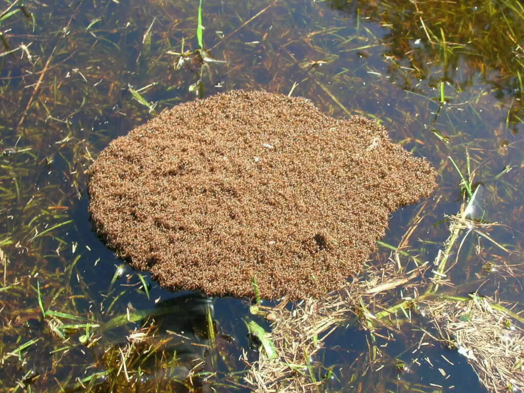 tuzhangya_wikimedia.org-fire_ants_cluster_in_water